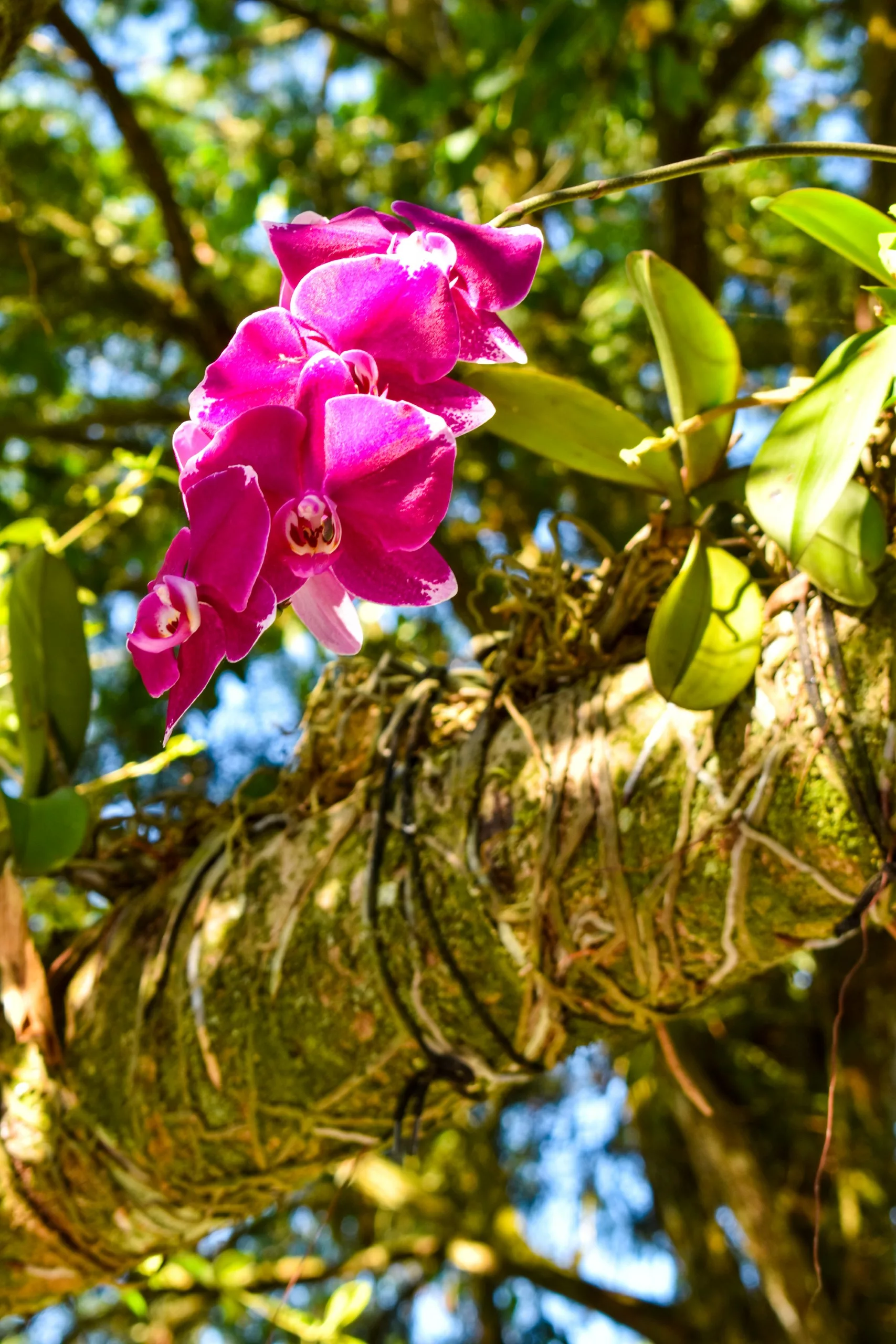 Une grappe d'orchidées rose vif pousse sur le côté d'un tronc d'arbre entourée de feuilles et de branches vertes, la lumière du soleil filtrant à travers le feuillage en arrière-plan.