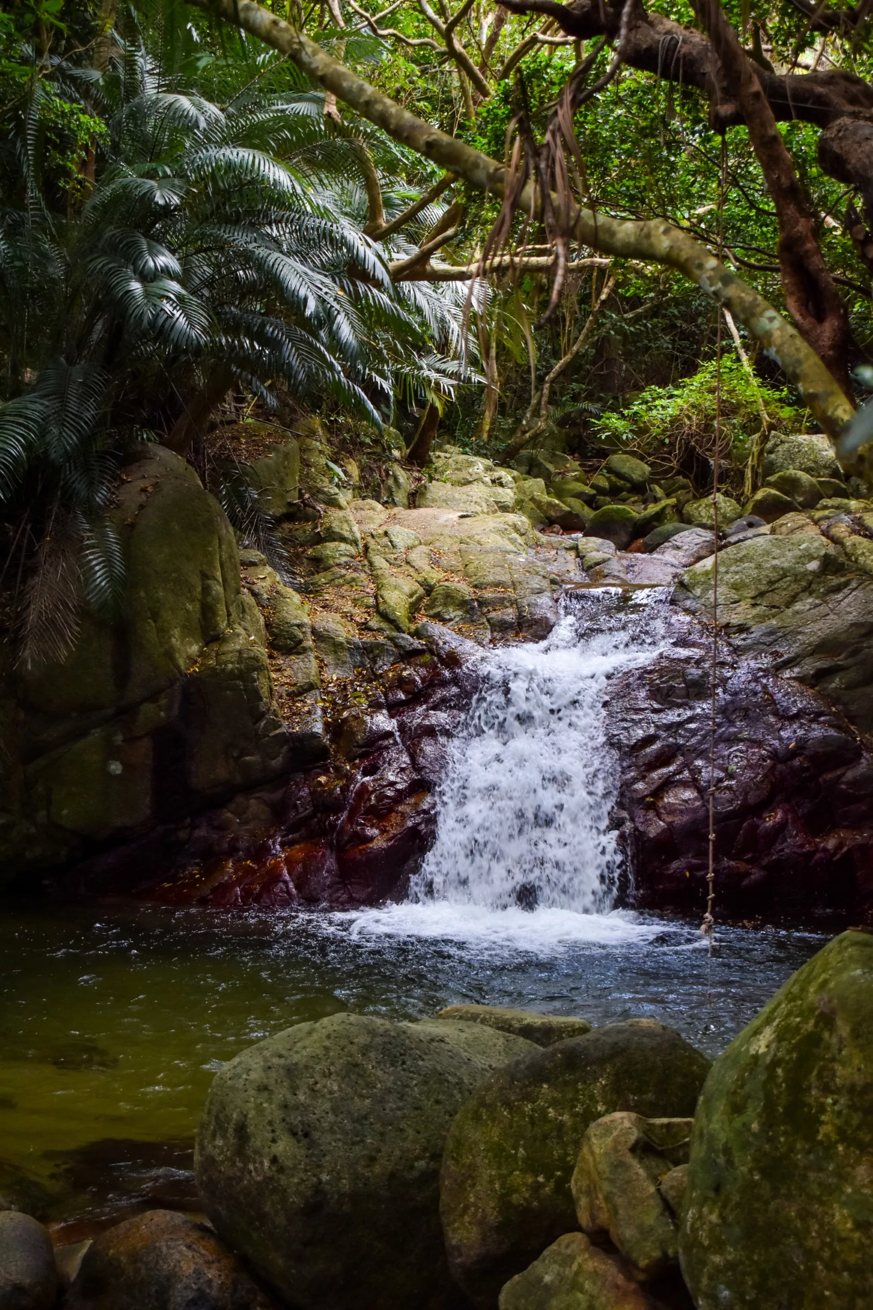 Une petite cascade ruisselle sur des rochers moussus pour se jeter dans un bassin aux eaux limpides, entouré d'une végétation verdoyante et luxuriante à Ishigaki.