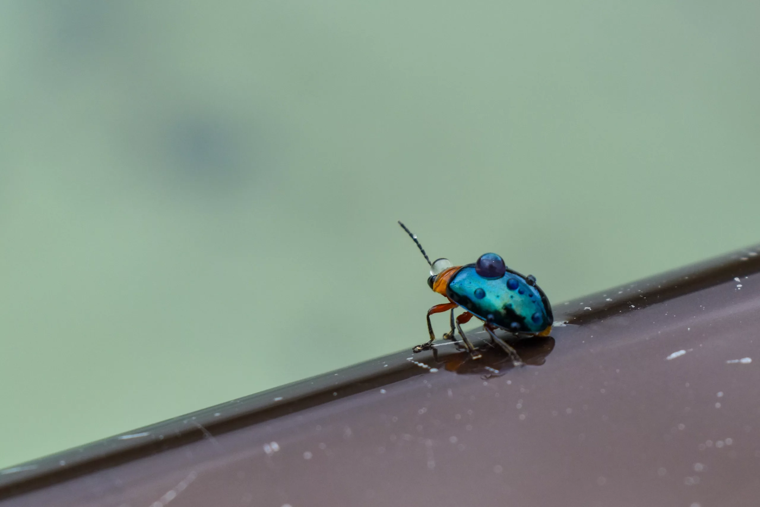 Gros plan sur un petit coléoptère aux couleurs vives, doté d'une carapace tachetée de bleu et de noir sur une surface brune, avec la rivière en fond flou