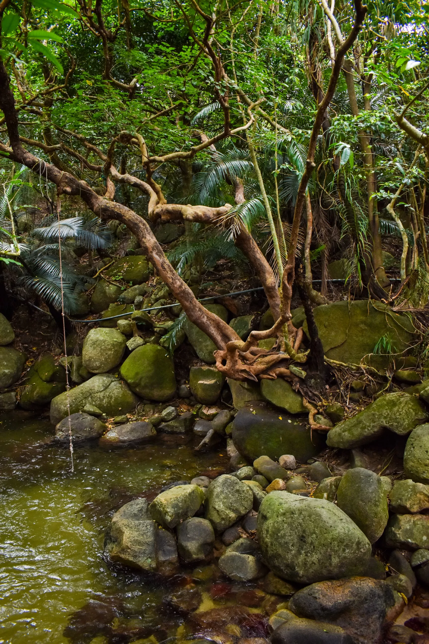 Un paysage naturel composé d'un ruisseau aux eaux limpides, de gros rochers recouverts de mousse et de branches d'arbres tordues se penchant au-dessus de l'eau, au cœur d'une forêt dense et verdoyante