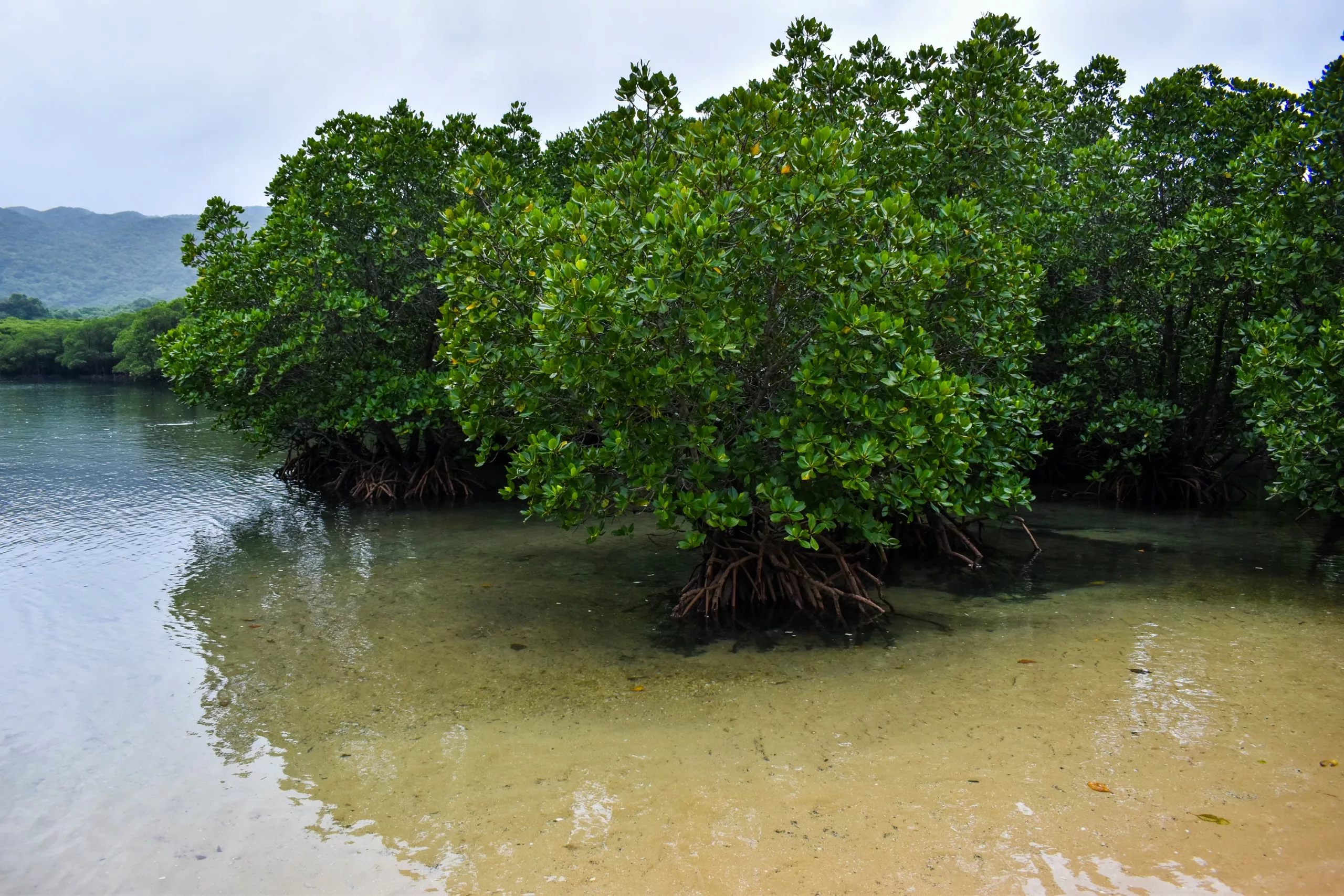 Des mangroves aux racines apparentes bordent les eaux claires et peu profondes ainsi que le rivage sablonneux, avec en toile de fond des collines brumeuses et une végétation luxuriante.