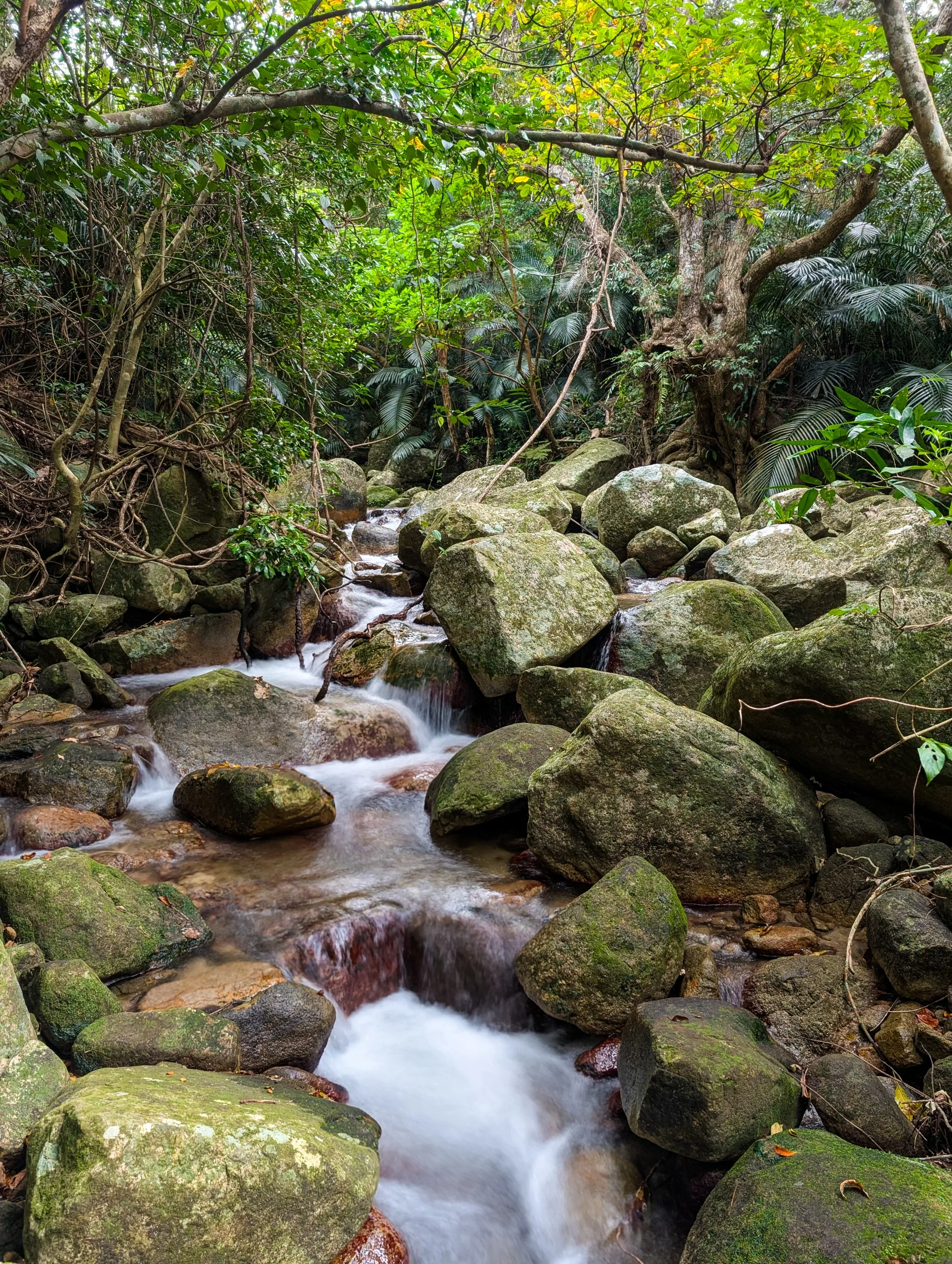Un ruisseau limpide coule sur des rochers et des blocs de pierre à travers la forêt dense et verdoyante d'Ishigaki, peuplée d'arbres et de plantes feuillues