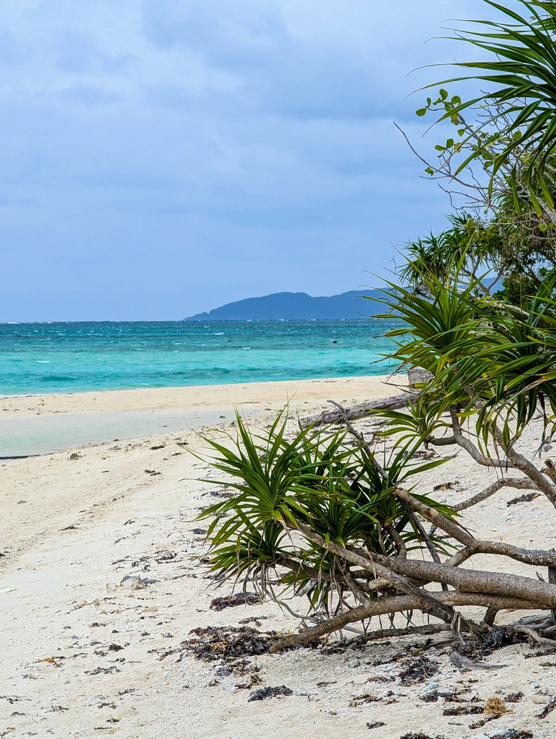 Une plage de sable fin parsemée de plantes au premier plan, une eau turquoise et limpide, ainsi qu'une île au loin sous un ciel nuageux