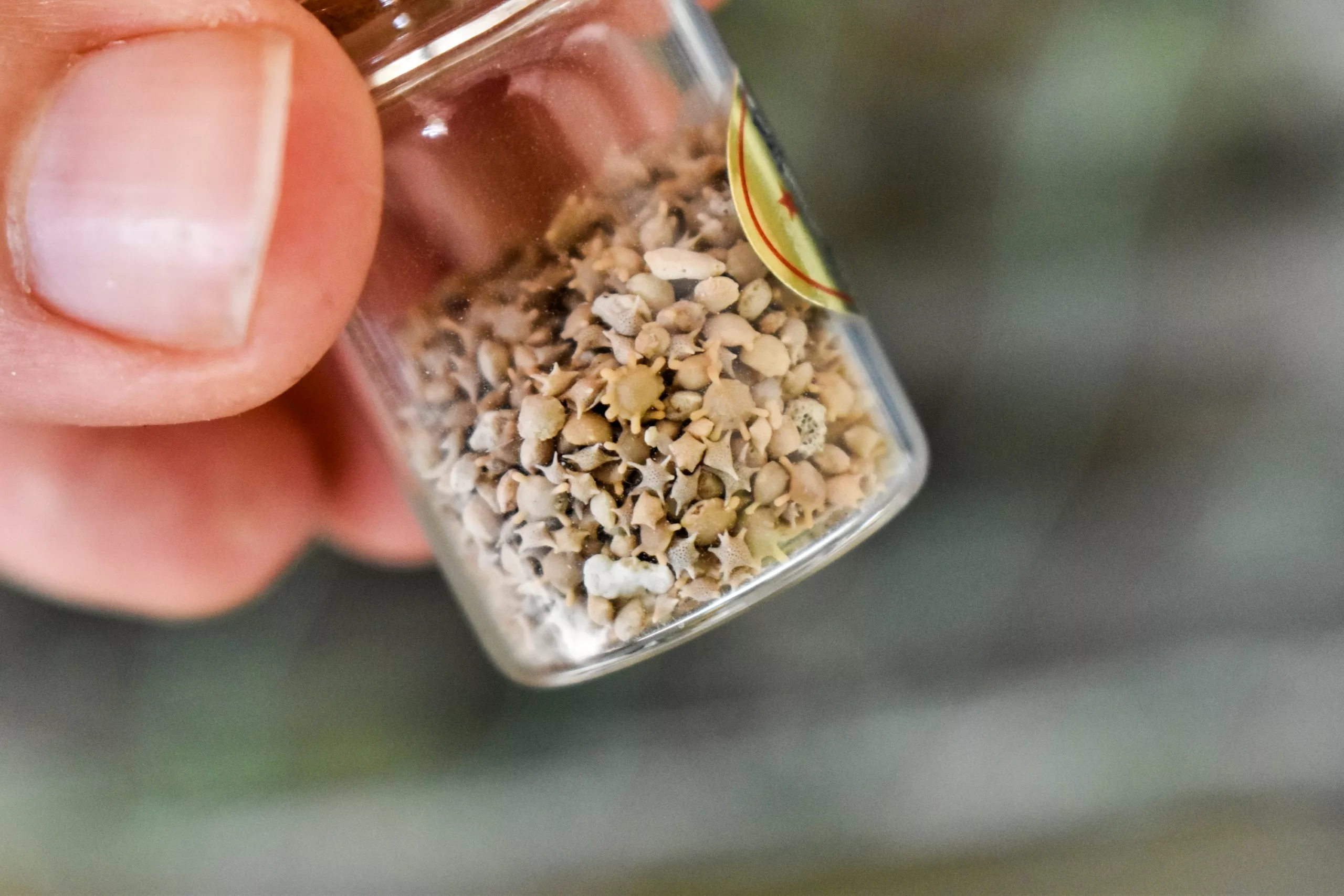 Gros plan sur une main tenant un petit flacon en verre transparent contenant des gros grains de sable en forme d'étoiles. L'arrière-plan est légèrement flou.
