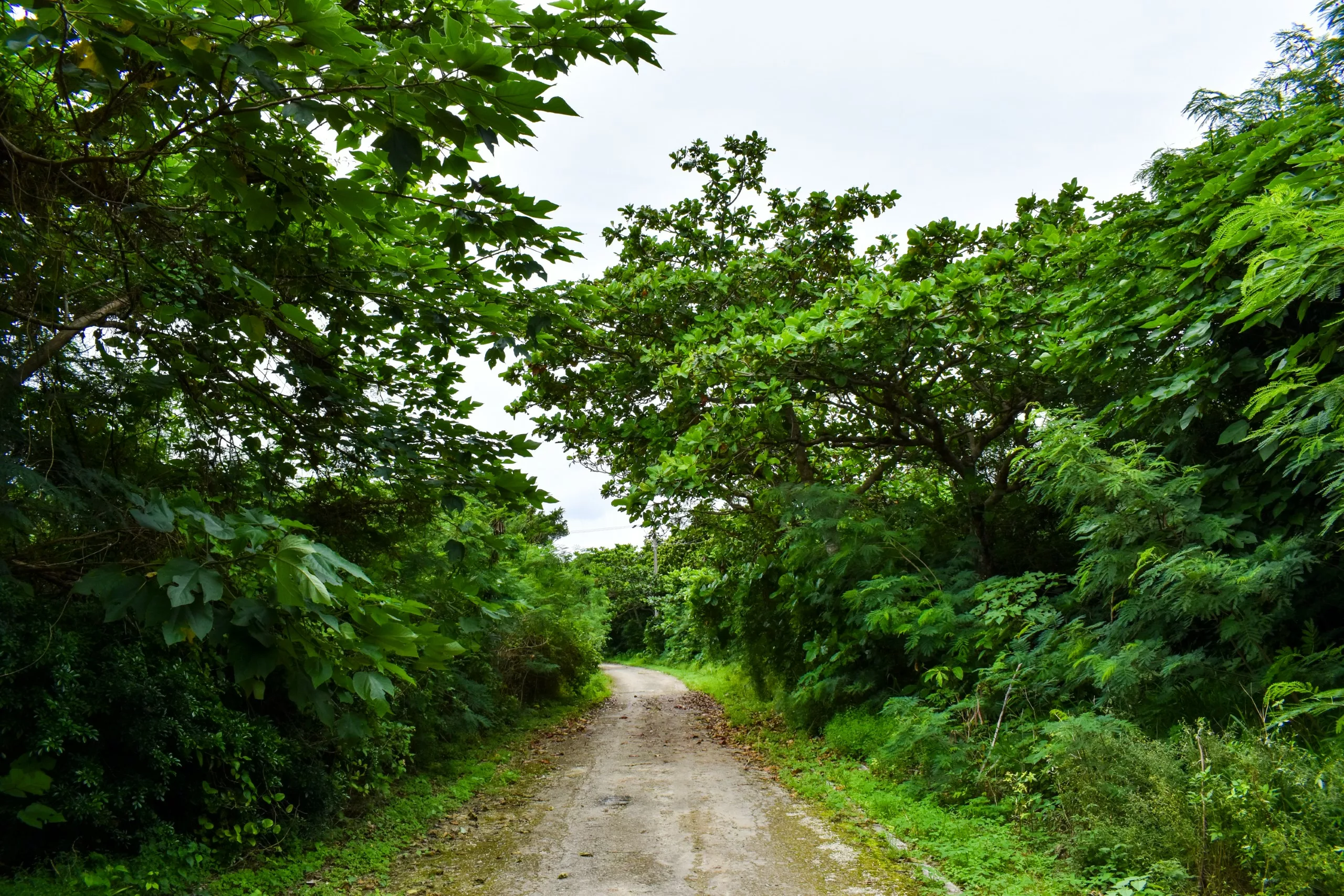 Un petit sentier de terre sinue à travers une végétation luxuriante et de grands arbres, sous un ciel nuageux à Taketomi