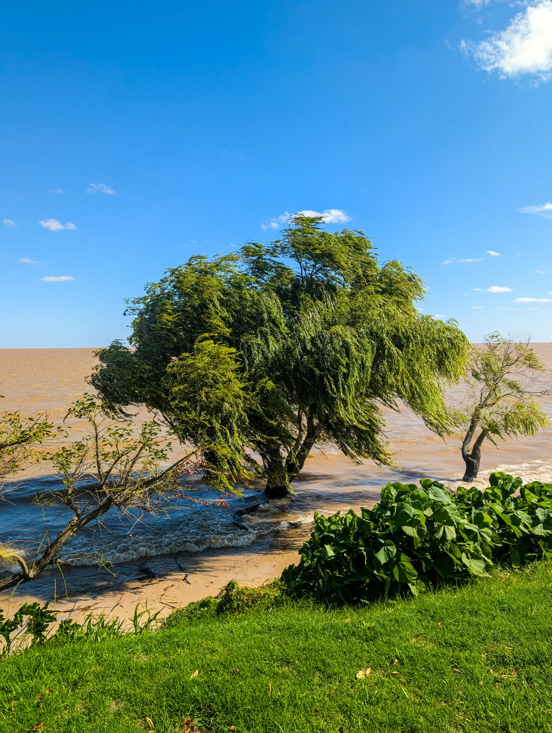 Un grand arbre et un arbre plus petit se dressent dans les eaux boueuses de la rivière, près de la rive de Colonia del Sacramento, avec de l'herbe verte et des plantes au premier plan.