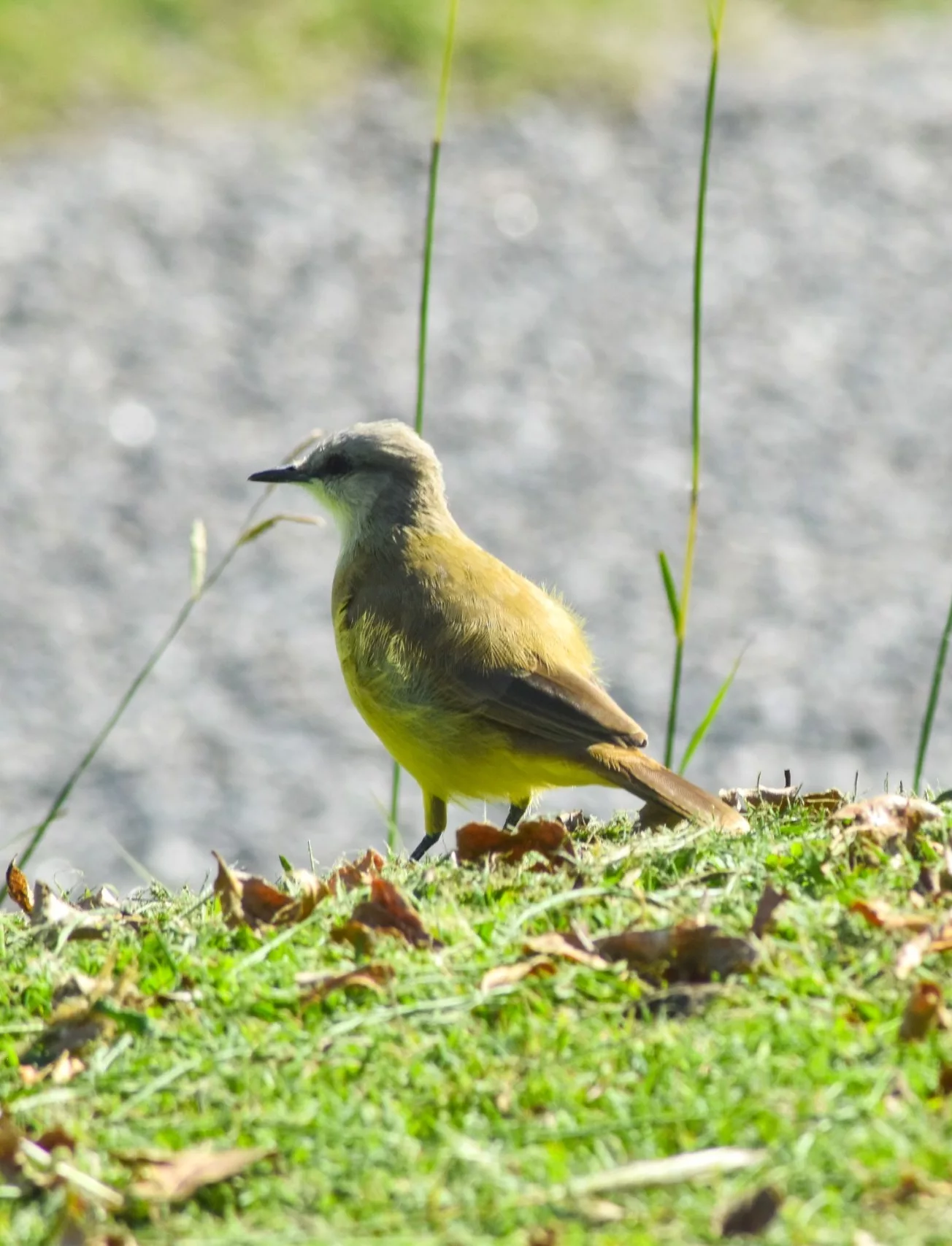 Un petit oiseau jaune et marron se tient sur l'herbe verte, le regard tourné vers la gauche. Des feuilles sèches jonchent le sol, et l'arrière-plan flou présente des tons grisâtres parsemés de hautes tiges d'herbe.