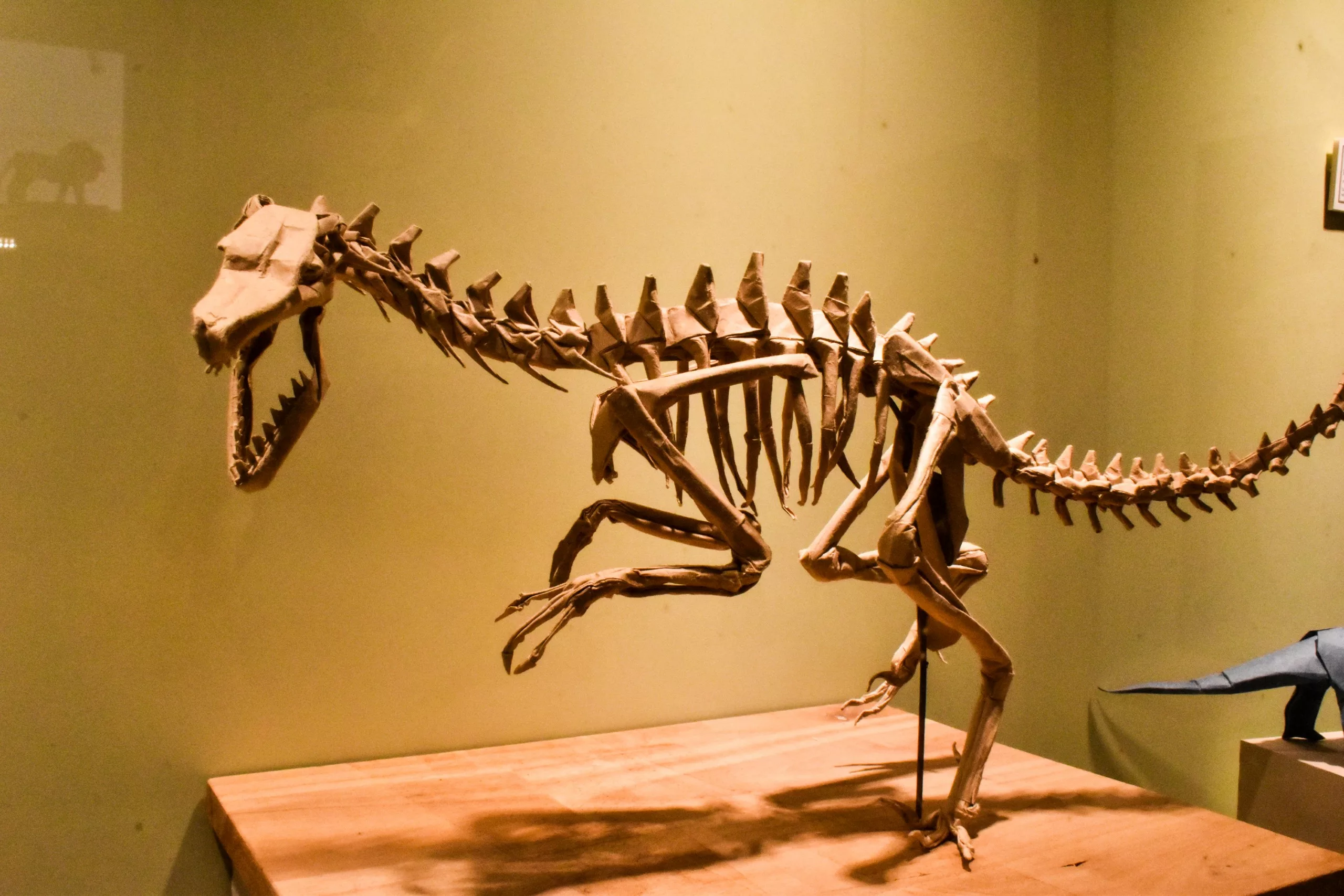Une maquette en papier de squelette de dinosaure, trône dans une vitrine : on y voit l’animal en pleine course, avec ses dents acérées, sa longue queue et ses griffes, se détachant sur un mur uni de couleur jaune pâle.