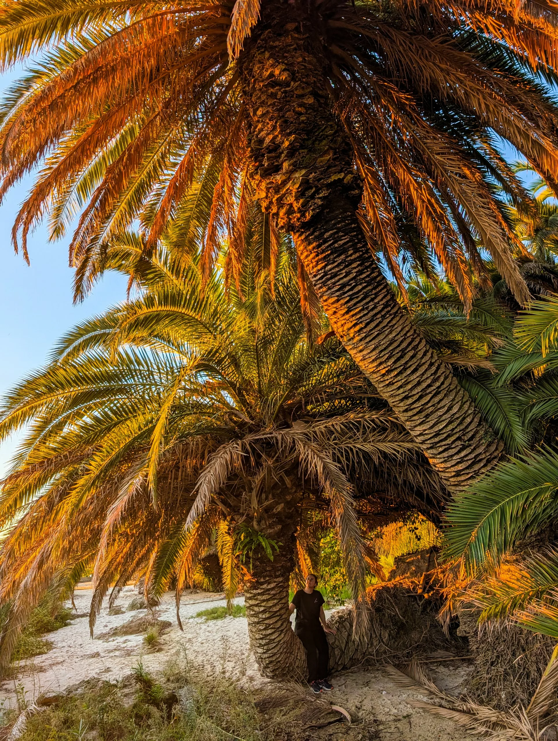 Une personne vêtue de noir se tient sous de grands palmiers, sur une plage de sable, près d'une végétation dense. La lumière du soleil projette une lueur dorée sur les feuilles des palmiers.