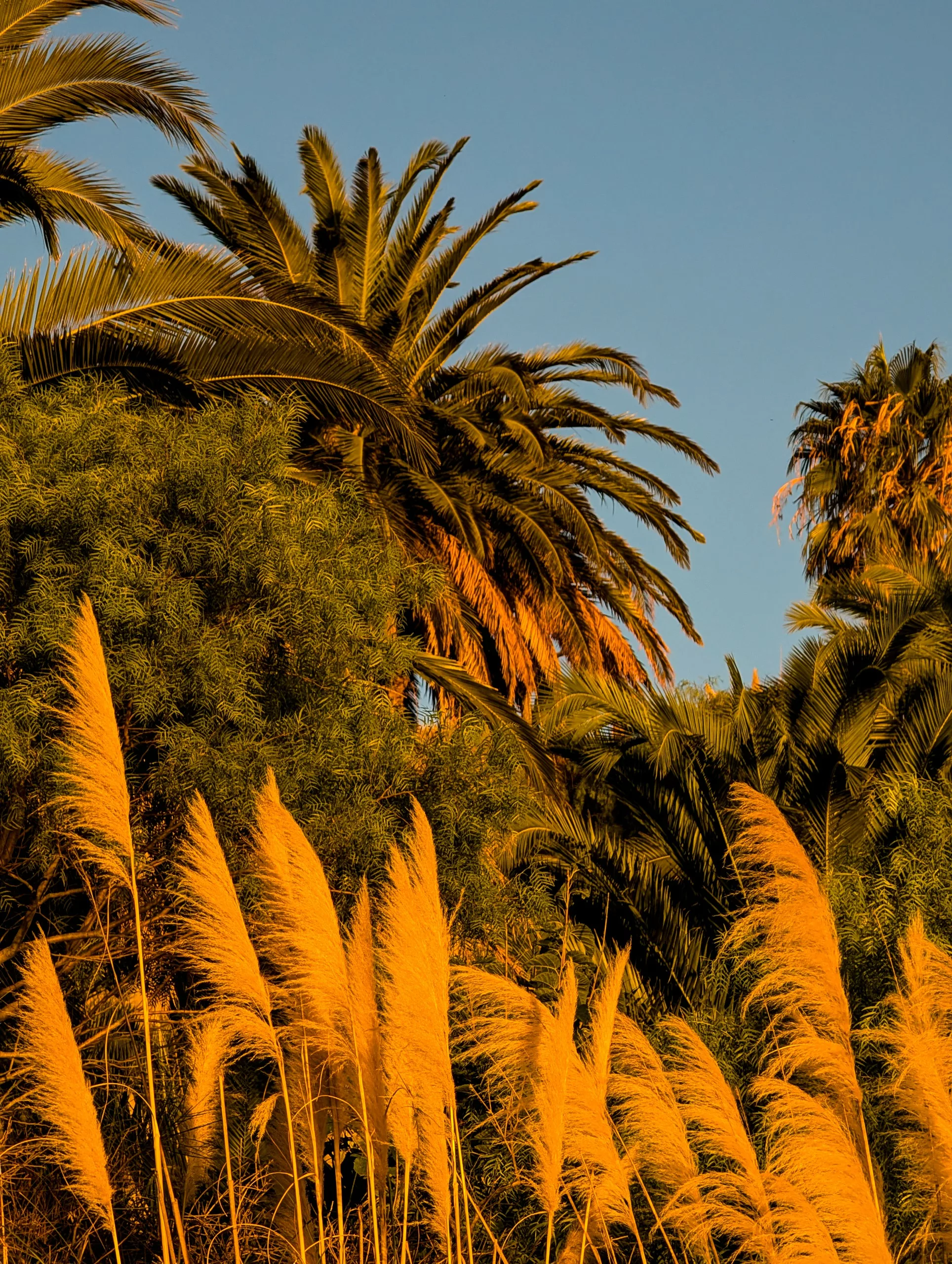 À Colonia del Sacramento, de hautes herbes dorées et plusieurs palmiers se prélassent sous les chauds rayons du soleil, sous un ciel bleu limpide, tandis qu'un feuillage verdoyant vient parachever ce panorama.
