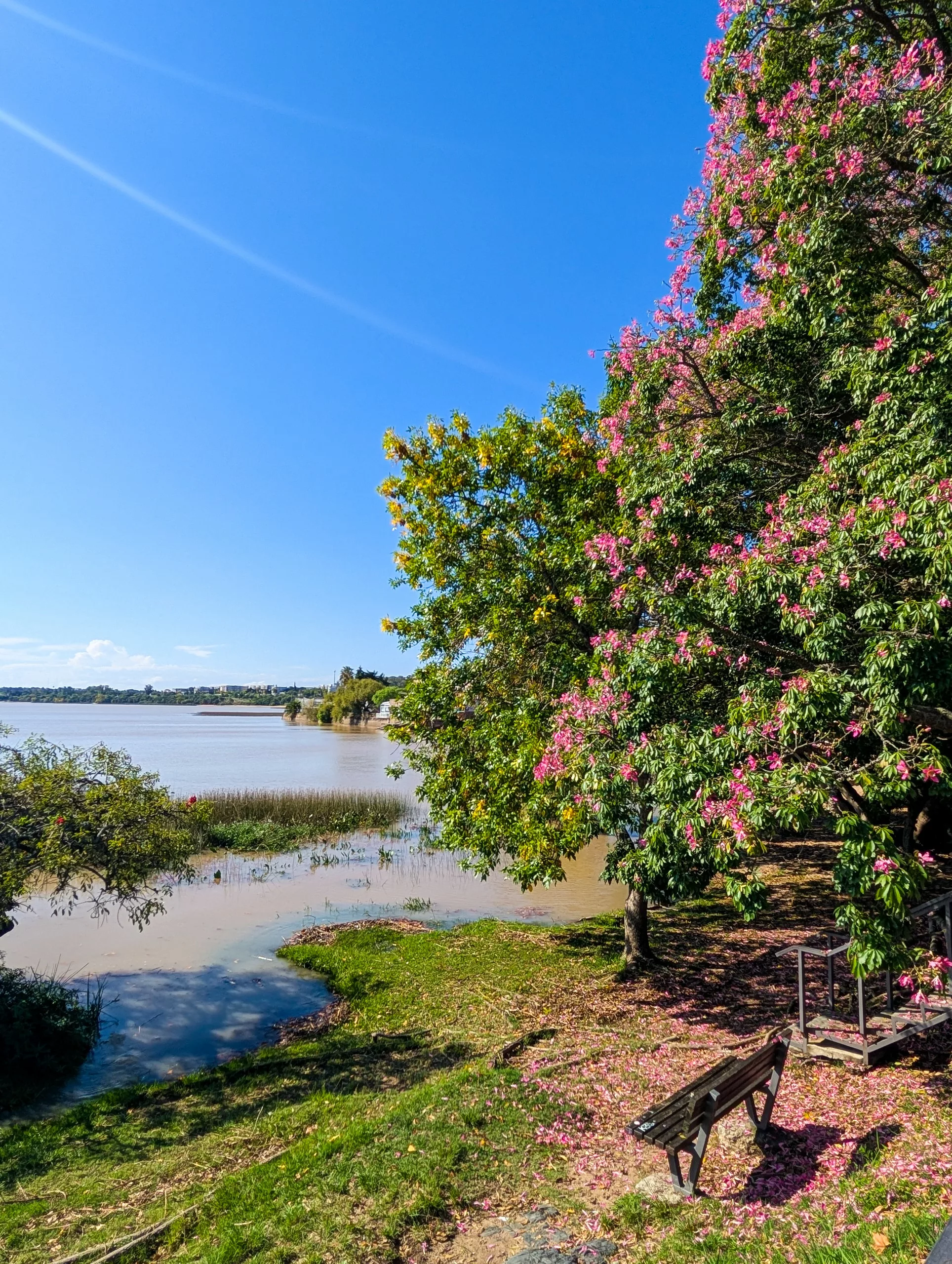 Une scène au bord de la rivière à Colonia del Sacramento : un banc en bois face à l'eau, de l'herbe verte, deux grands arbres, dont l'un est orné de fleurs roses. Des pétales jonchent le sol près du banc.