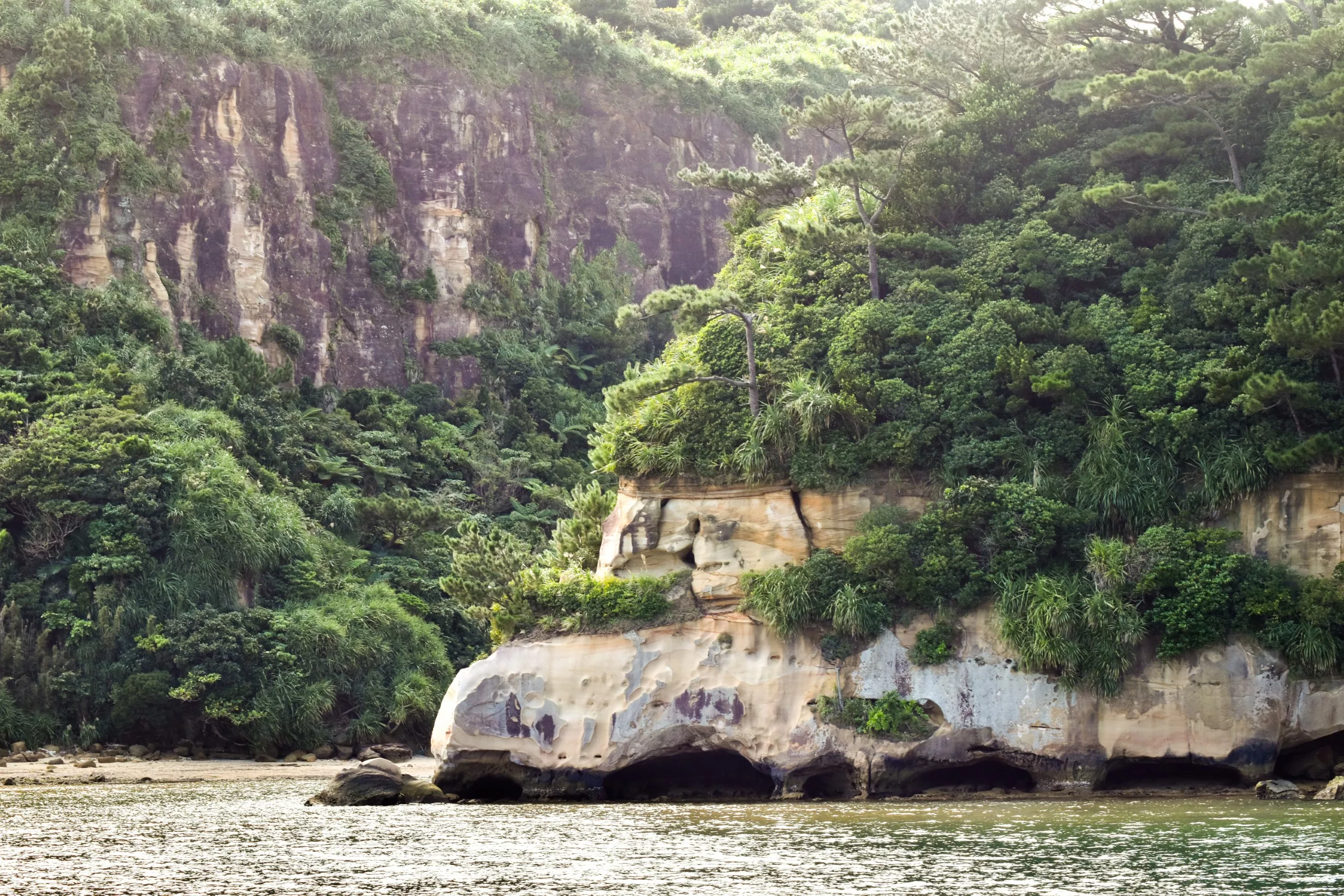 Une falaise rocheuse d’Iriomote, recouverte d’une végétation verdoyante et dense, s’élève au bord de l’eau. La partie inférieure de la falaise présente des grottes aux parois lisses, tandis que la lumière du soleil filtre doucement à travers les arbres au-dessus.
