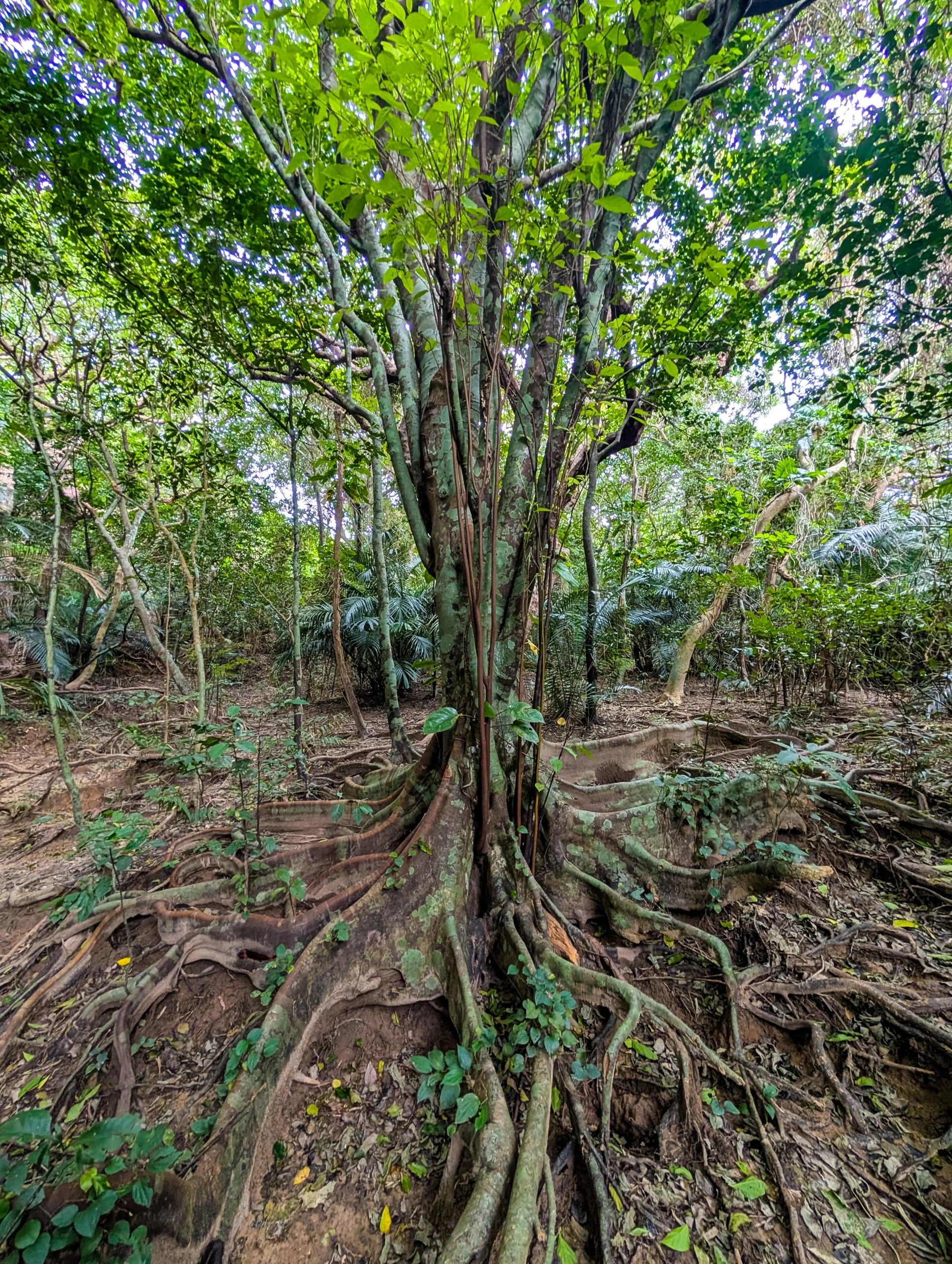 Un grand arbre d'Iriomote, aux racines apparentes et tortueuses, se dresse au milieu d'une forêt dense ; un feuillage verdoyant et des plantes éparses recouvrent le sol tandis que la lumière du soleil filtre à travers la canopée.