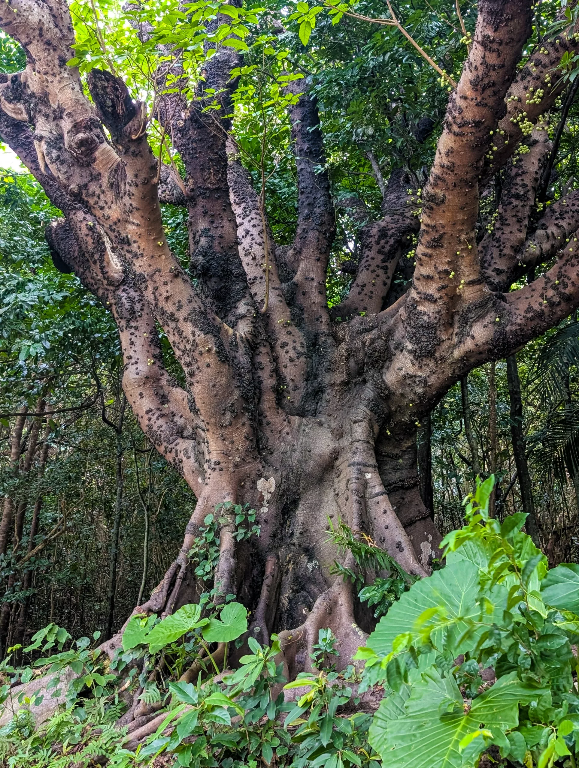 Un grand arbre au tronc épais, dont les nombreuses branches larges s'étendent vers le haut, est entouré d'un feuillage vert dense et de végétation. Son écorce présente des taches sombres et une texture variée.