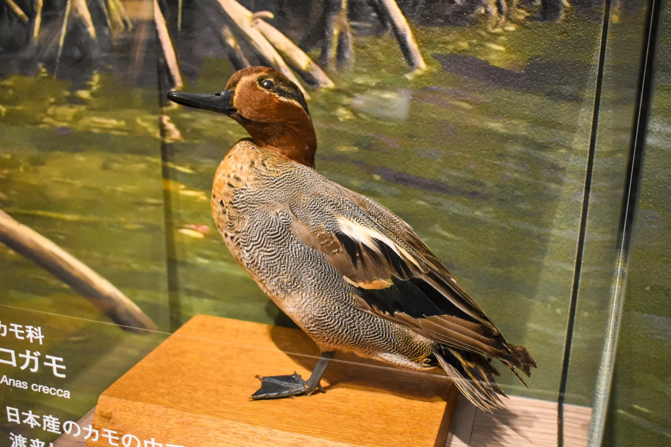 Un canard empaillé aux plumes brunes, grises et noires est exposé sur un socle en bois ; on aperçoit partiellement des étiquettes en japonais et en anglais, avec en arrière-plan un paysage naturel.