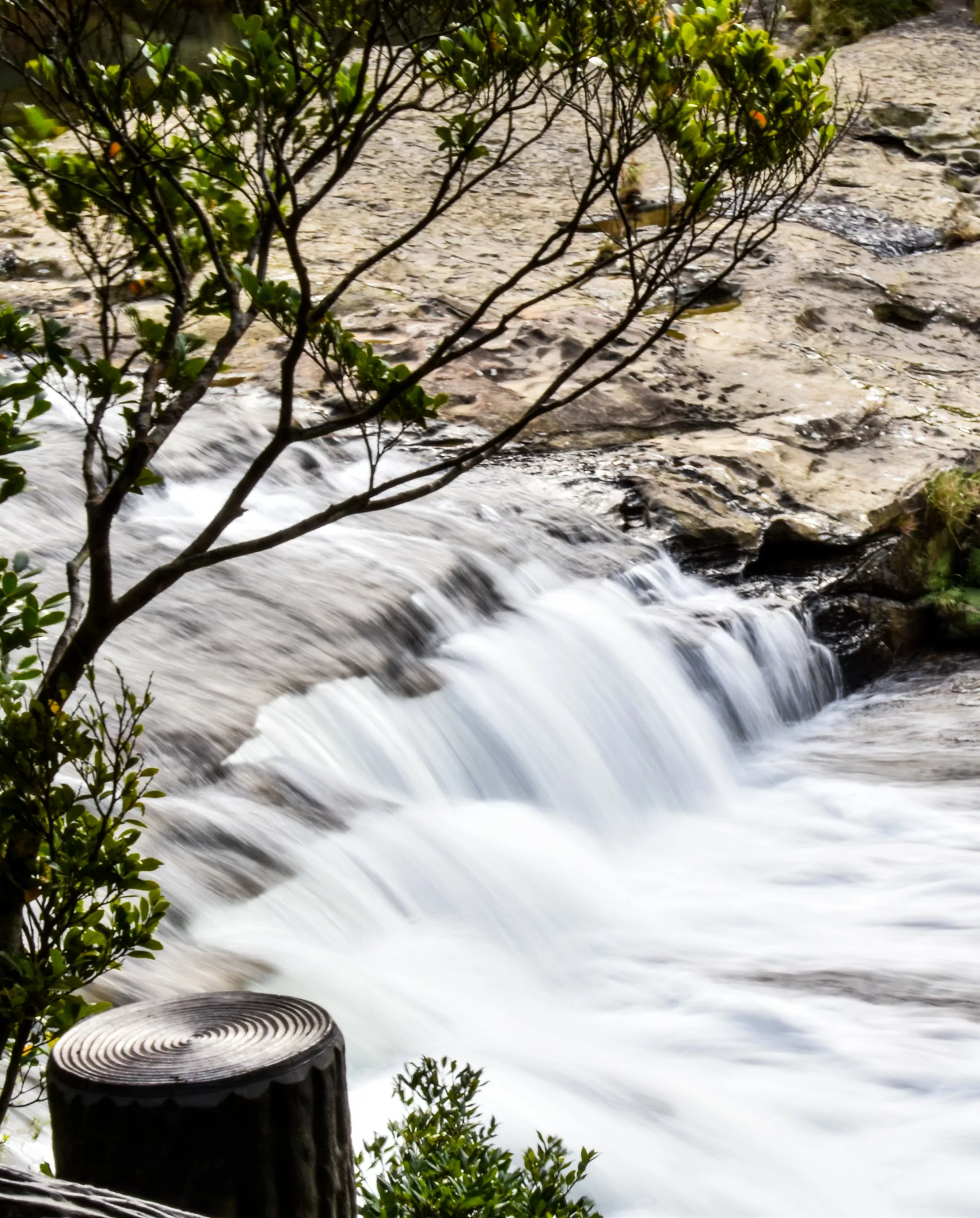 Une petite cascade ruisselle sur des rochers, près d'un arbre aux feuilles vertes. L'eau apparaît floue en raison de la longue exposition.