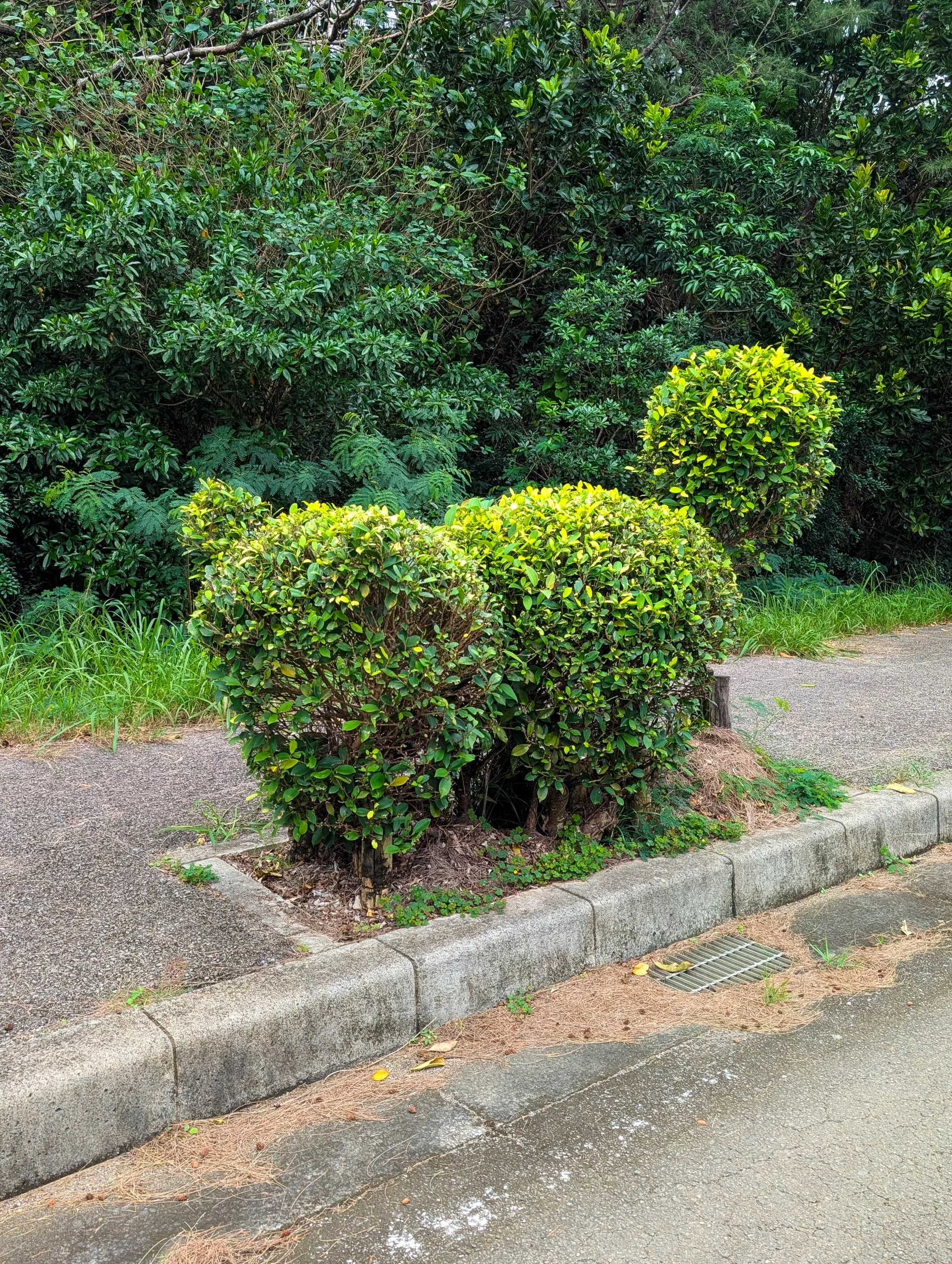 Trois buissons soigneusement taillés en forme de chat, aux feuilles d'un vert éclatant, poussent sur un trottoir près d'une route.