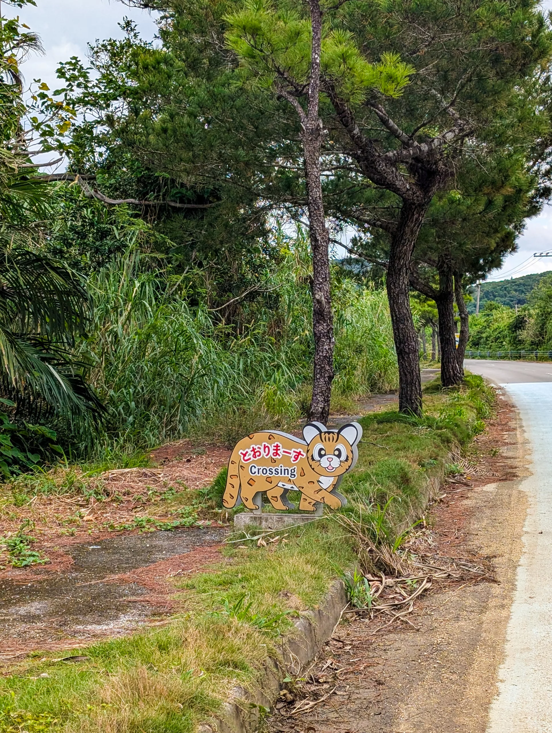 Au bord d'une route de campagne se dresse un petit panneau sur lequel figure un tigre d'Iriomote dessiné dans un style bande dessinée, accompagné d'une inscription en japonais, avertissant de la présence d'animaux sur la chaussée.