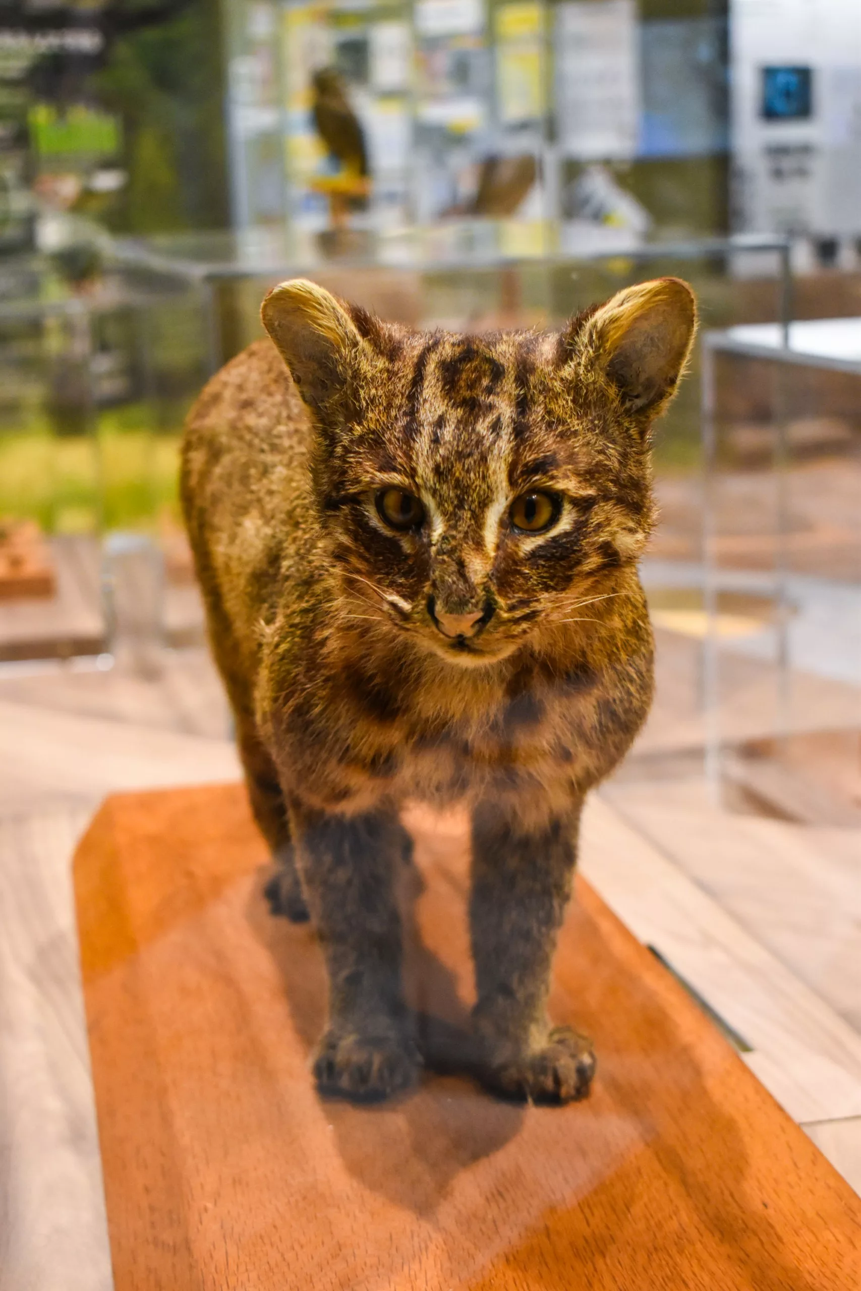 Un chat sauvage d'Iriomote empaillé, au pelage tacheté et rayé, se tient debout sur une estrade en bois dans la vitrine d'un musée, avec en arrière-plan flou des affiches explicatives et des objets.