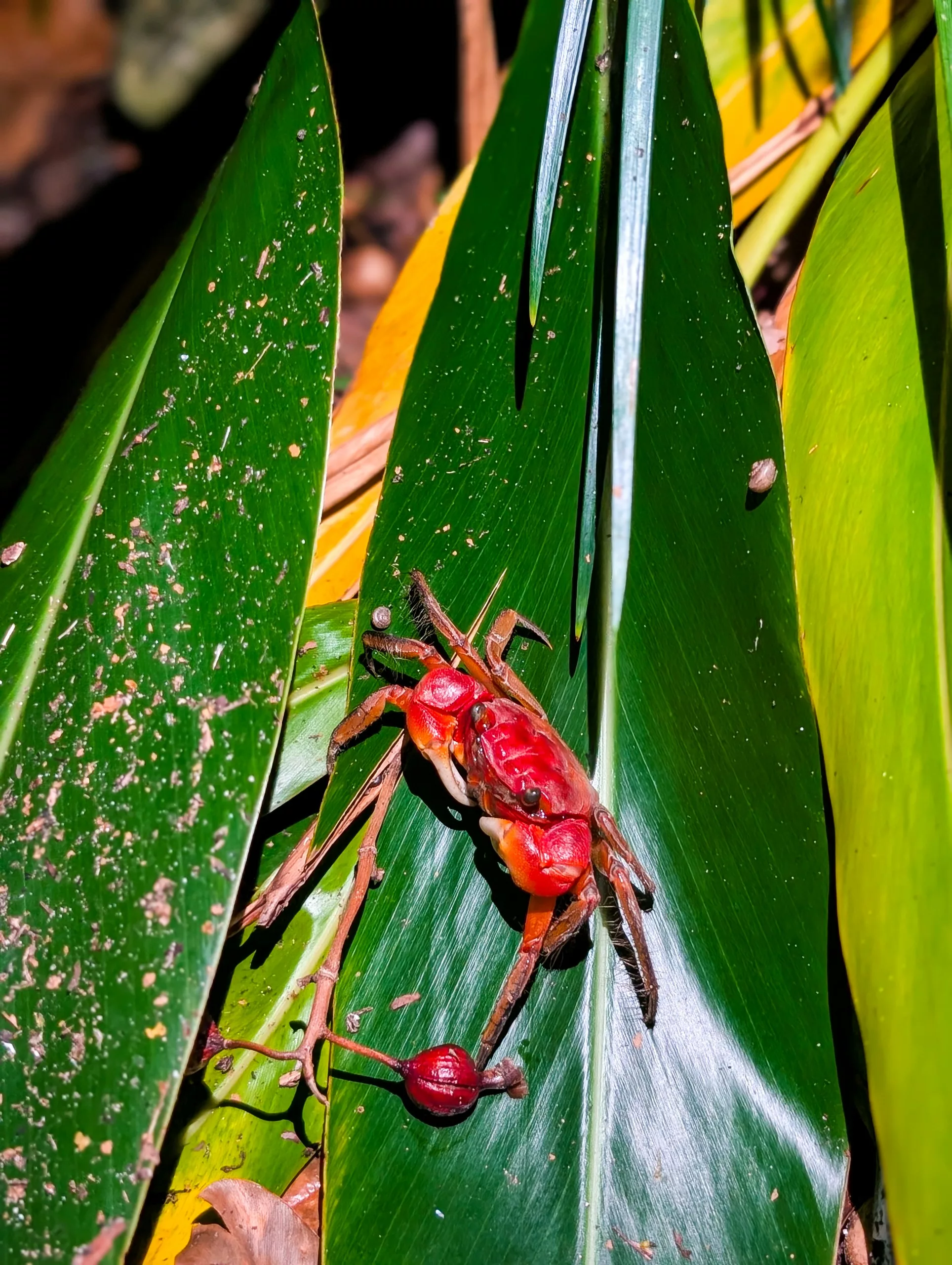 Un crabe terrestre rouge d'Iriomote, doté de grandes pinces, est perché sur une large feuille verte, entouré d'autres feuilles et de débris végétaux, la nuit.