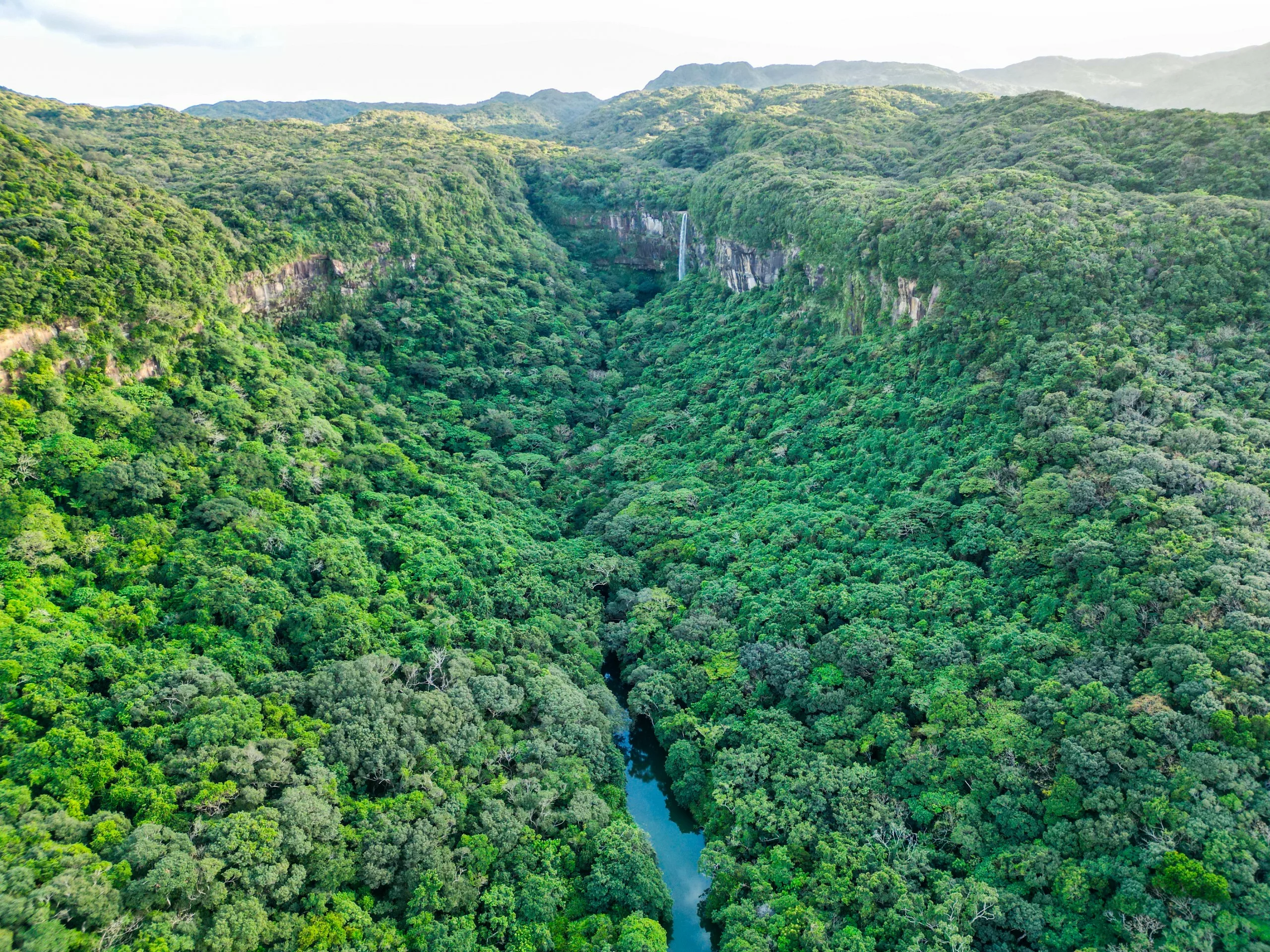 Vue aérienne de la forêt luxuriante d'Iriomote, avec ses arbres touffus, une rivière serpentant à travers la vallée et, en arrière-plan, une cascade dévalant une falaise.