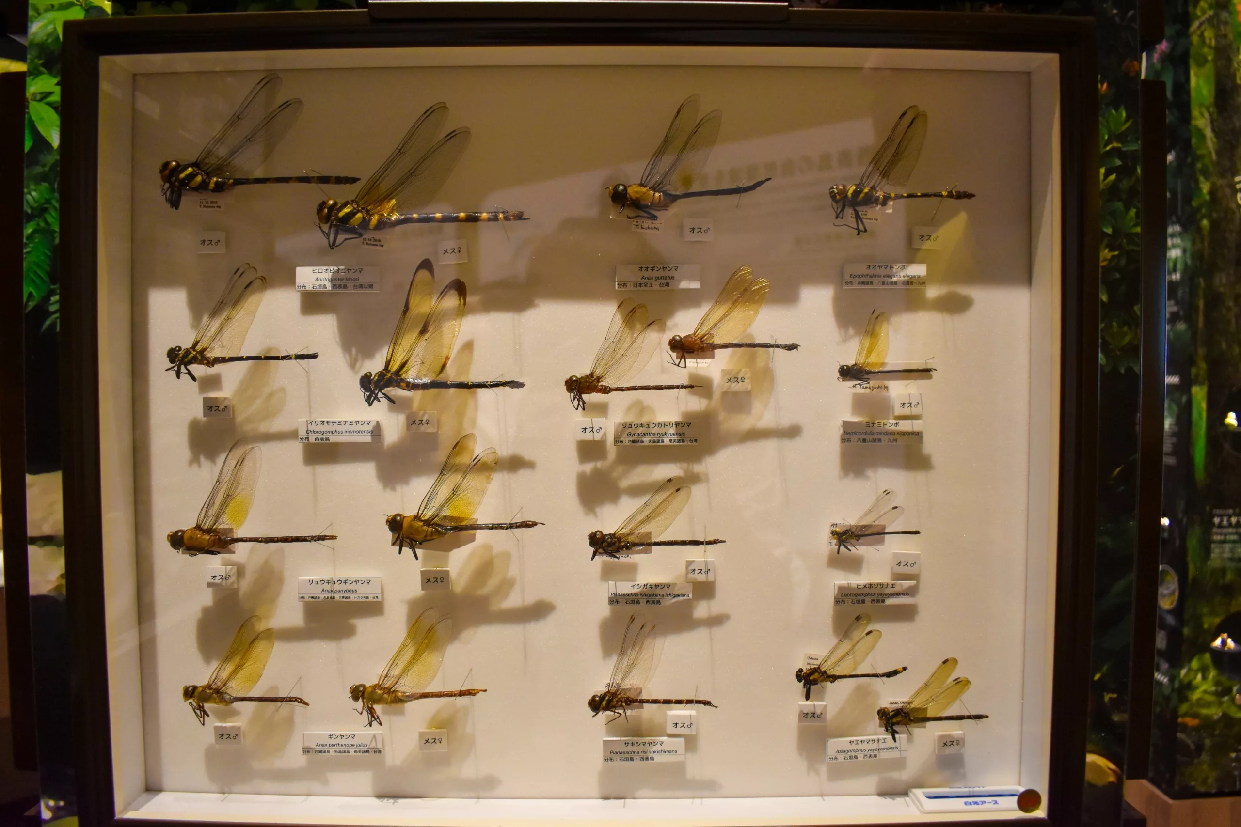 Une vitrine contenant 18 libellules épinglées, dont l'espèce rare d'Iriomote, disposées en rangées. Chaque spécimen est muni d'une étiquette.