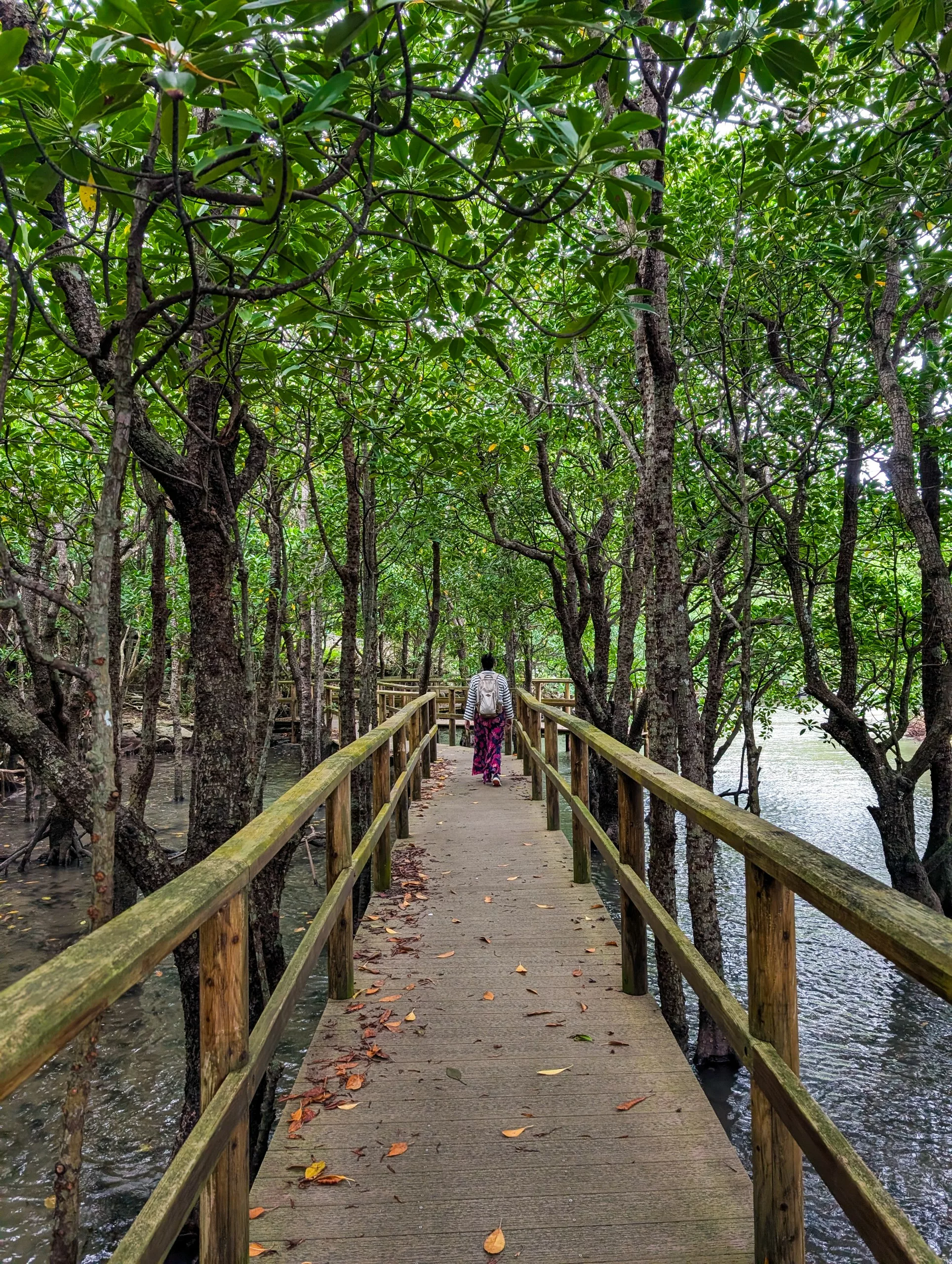 Une personne marche sur une passerelle en bois au cœur d'une forêt d'Iriomote, bordée d'arbres verts de part et d'autre. De l'eau coule sous la passerelle et des feuilles mortes jonchent le chemin.