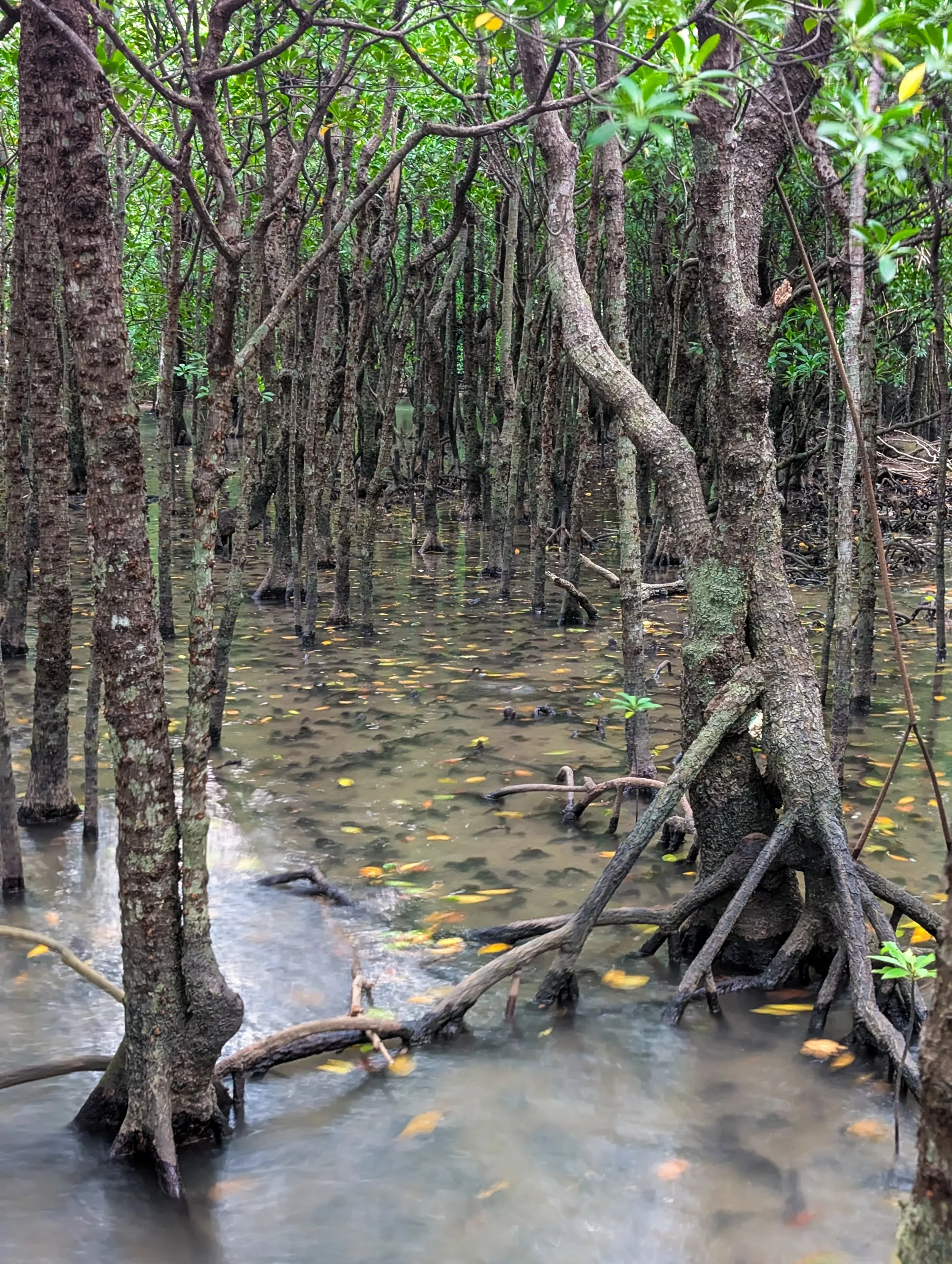 Des palétuviers aux racines apparentes se dressent dans des eaux peu profondes et boueuses. Le sol est parsemé de feuilles jaunes tombées, et un feuillage vert et dense se détache au-dessus de cette zone humide.