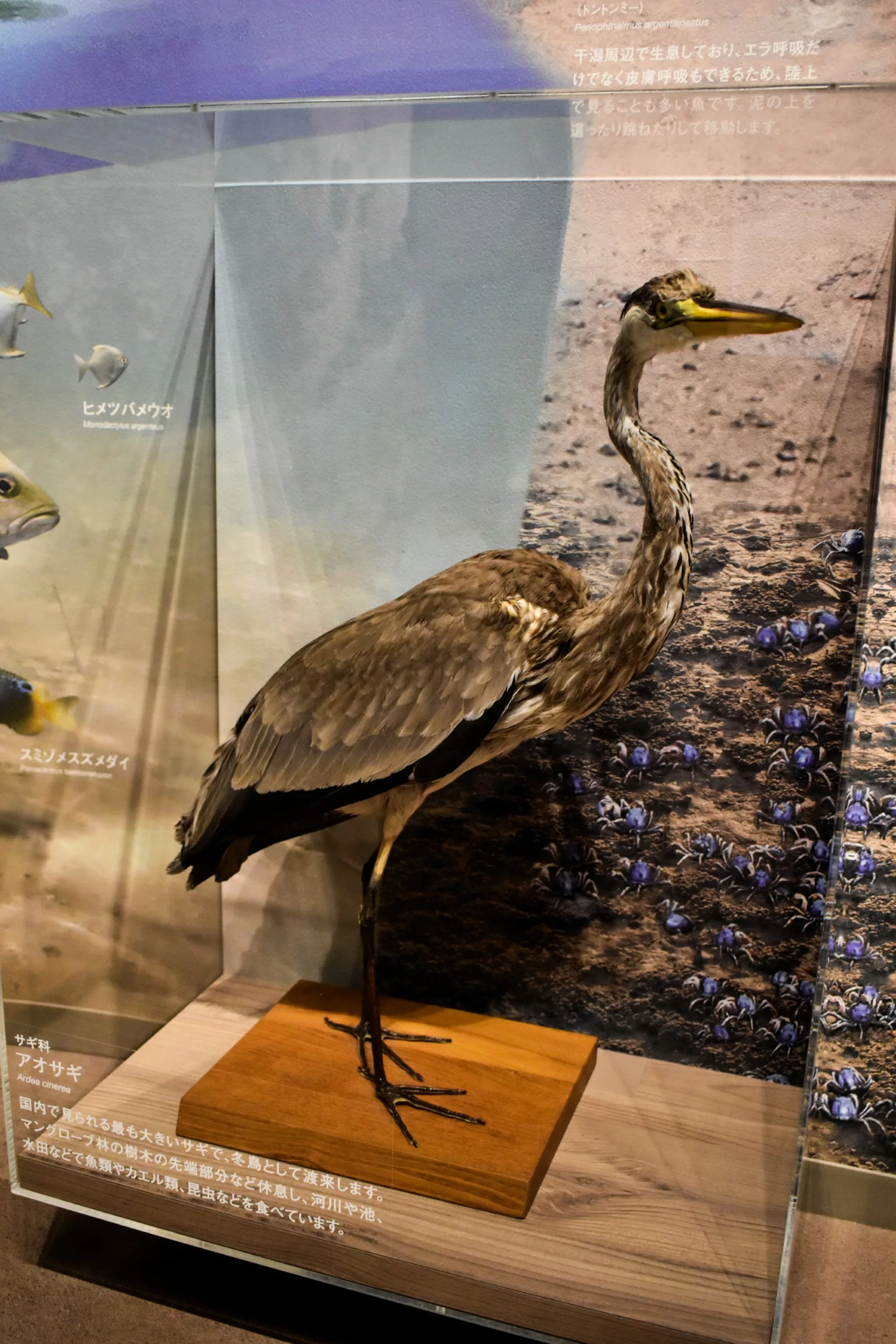 Un héron empaillé trône sur un socle en bois dans une vitrine de musée. L'arrière-plan représente des poissons et des petits crabes