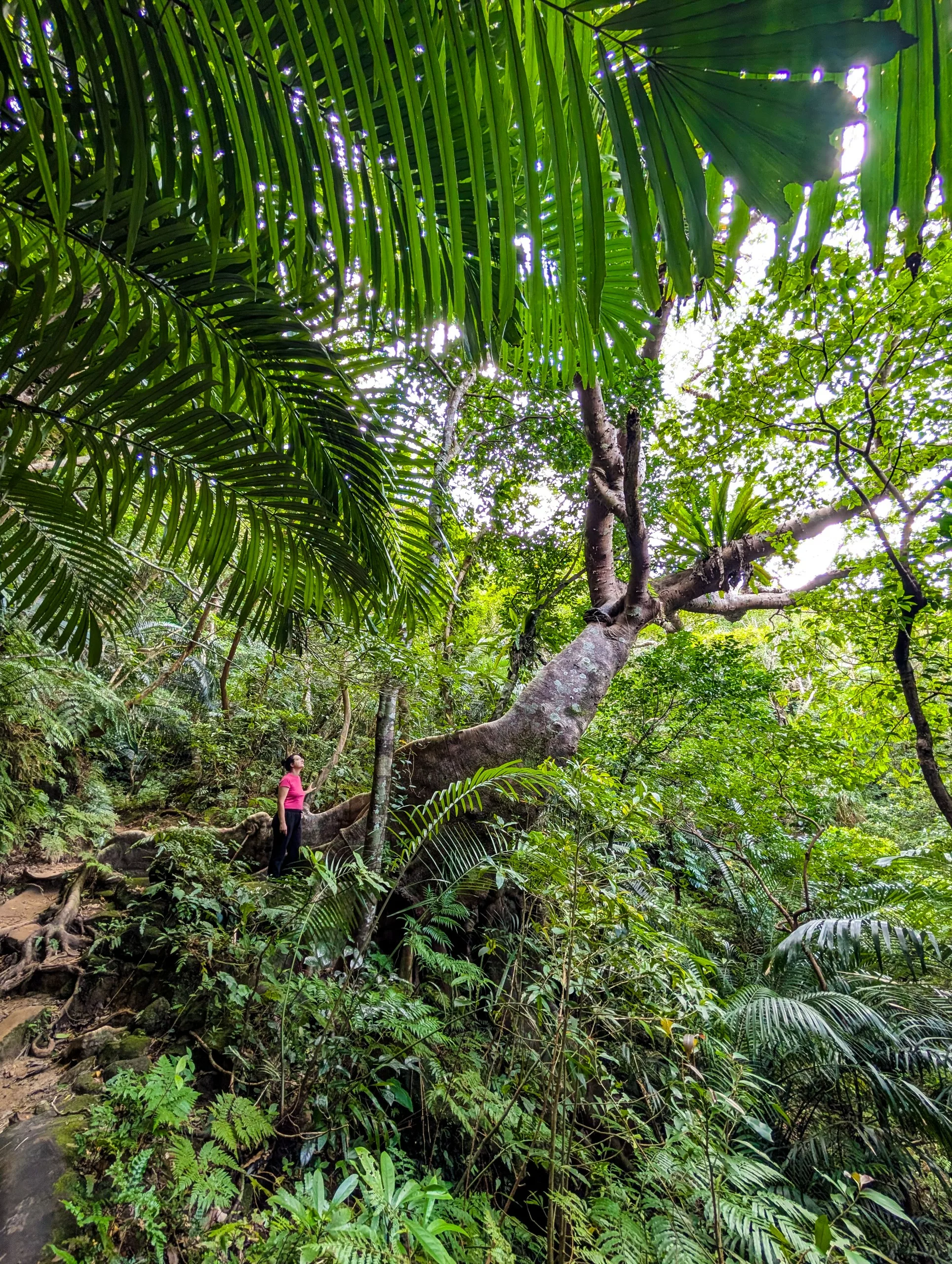 Une personne vêtue d'un t-shirt rose se tient sur un sentier étroit, au milieu d'une végétation tropicale dense et luxuriante et d'arbres imposants, dans la forêt d'Iriomote.