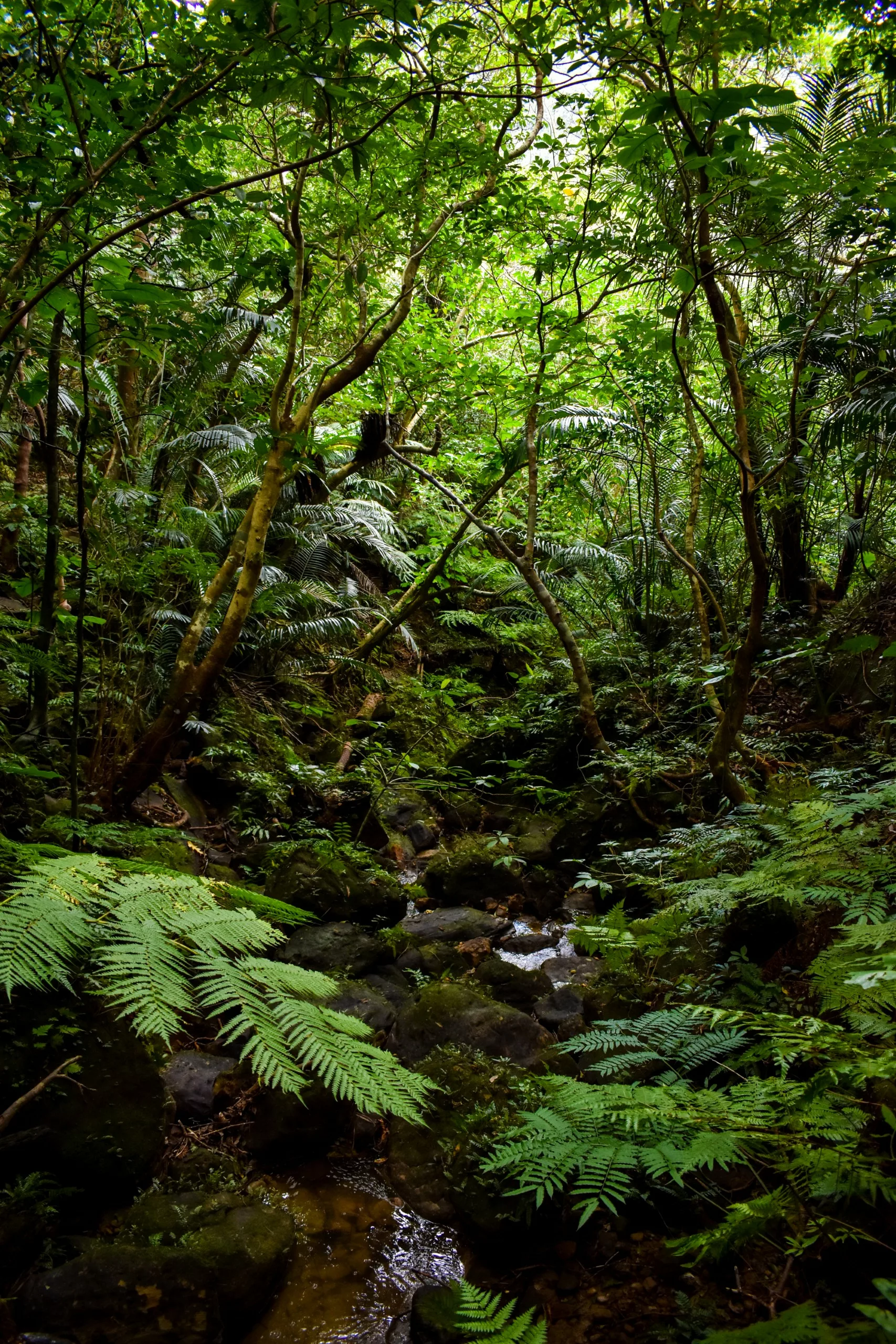 La forêt tropicale dense d'Iriomote, avec ses grands arbres, ses fougères et ses rochers. La lumière du soleil filtre à travers la canopée verdoyante, tandis qu'un petit ruisseau coule en contrebas. Le paysage est luxuriant, éclatant et regorge de végétation.