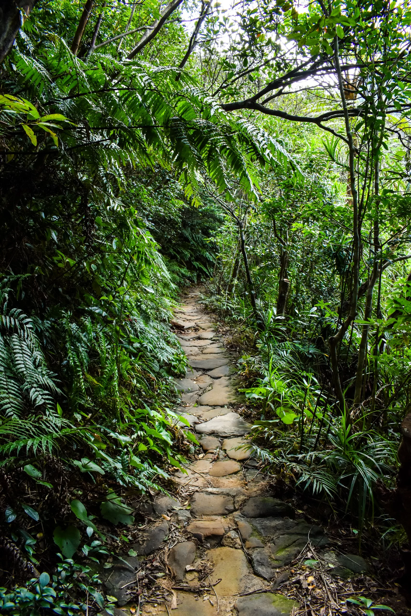 Un sentier étroit en pierre serpente à travers une végétation tropicale dense et verdoyante, parsemée de fougères, sous des branches et la lumière du soleil qui filtre à travers le feuillage.