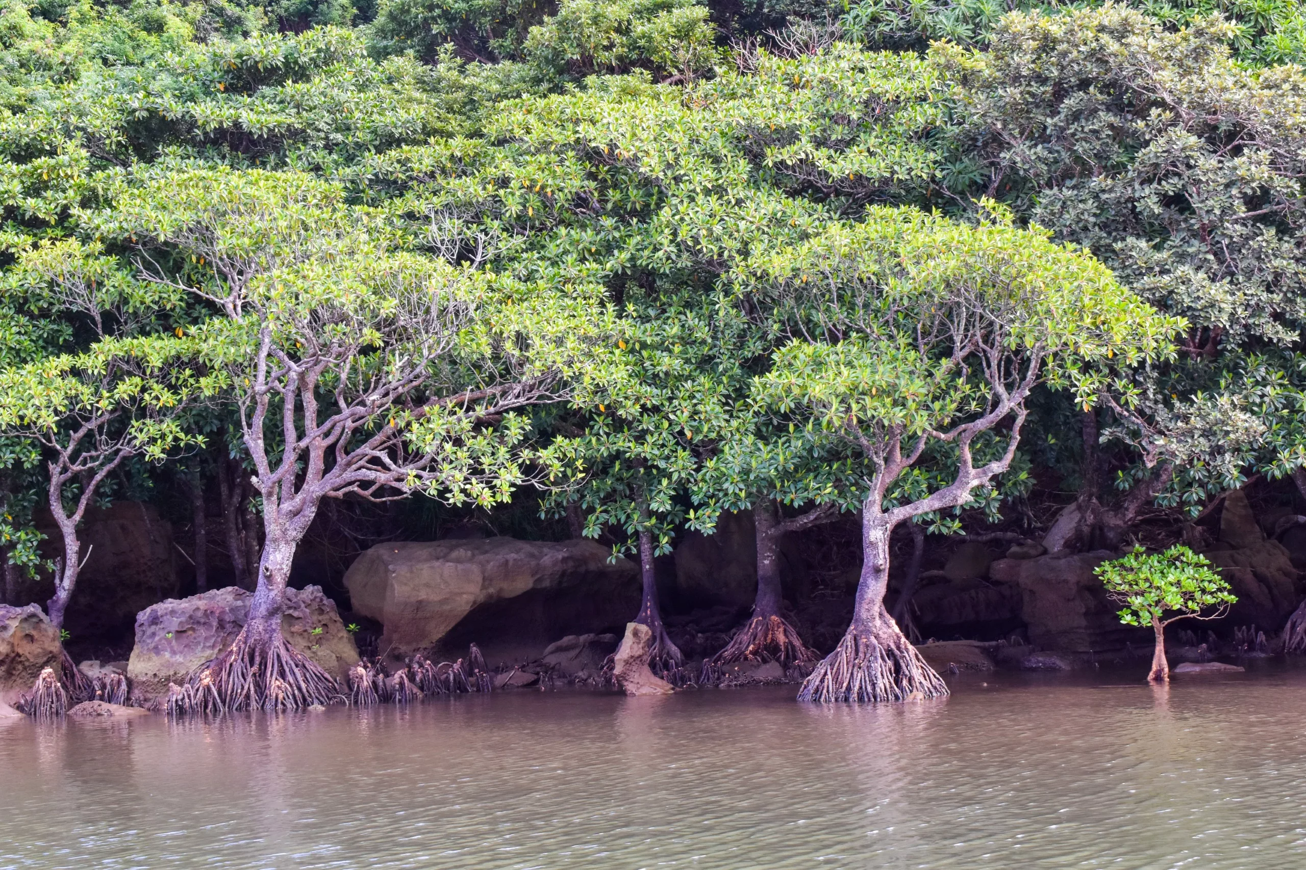 Sur l'île d'Iriomote, plusieurs mangroves aux racines apparentes se dressent dans des eaux peu profondes et calmes. Leur feuillage vert et dense ainsi que les gros rochers à leur pied sont mis en valeur par une forêt luxuriante en arrière-plan.