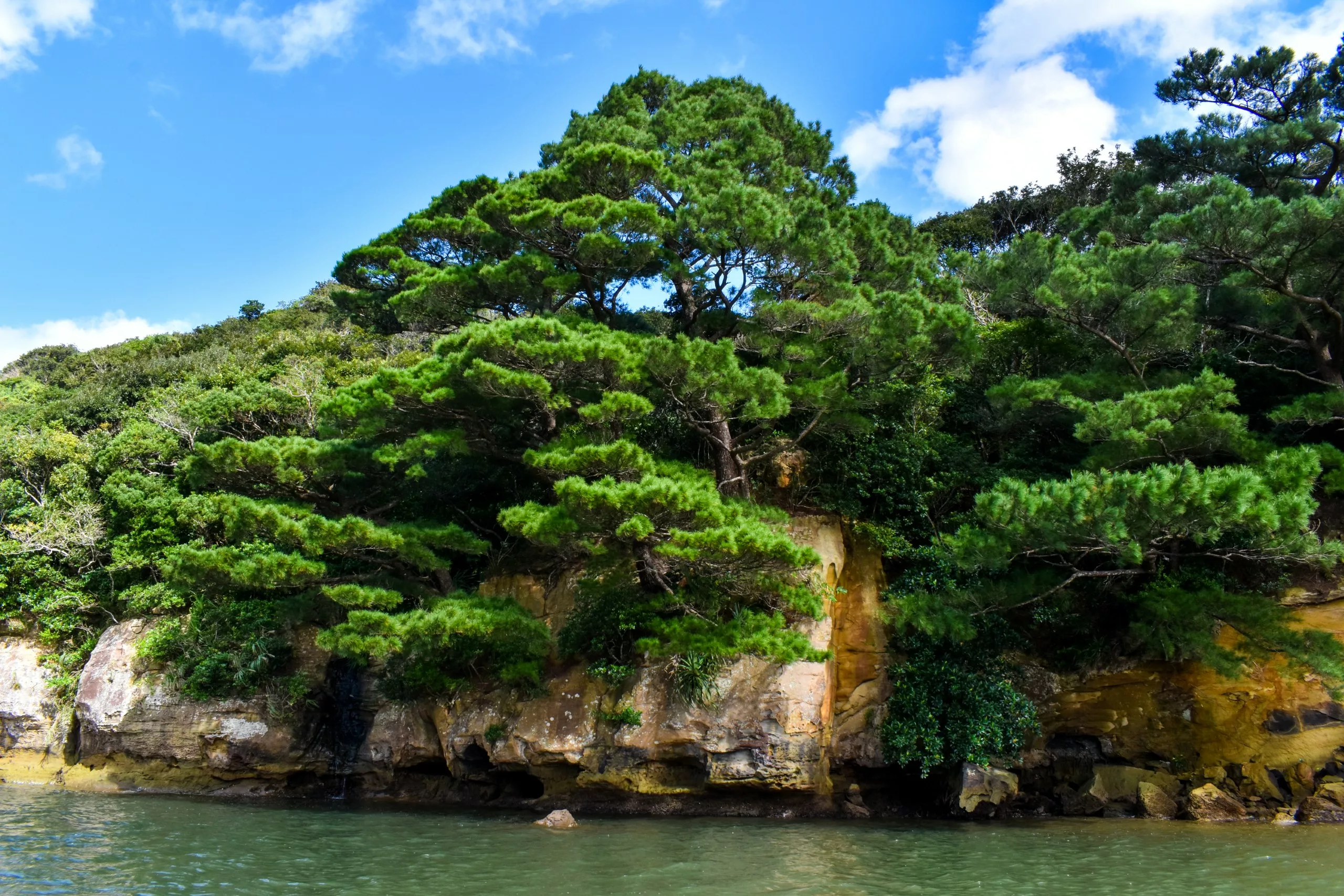 Les pins poussent en abondance sur les falaises rocheuses qui bordent le littoral d'Iriomote, leur feuillage vert se détachant sur le ciel bleu et les eaux calmes. On aperçoit quelques rochers et des racines à nu au bord de l'eau.