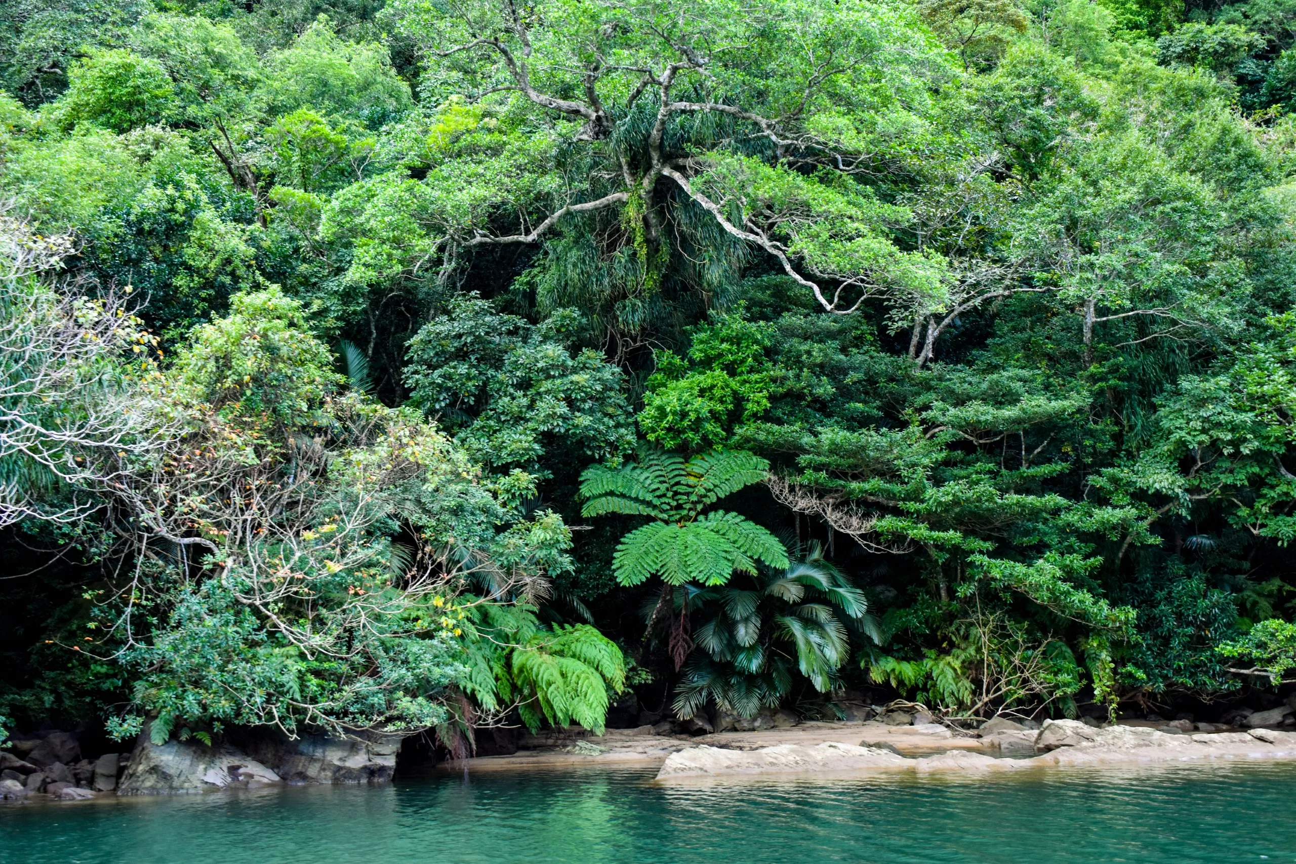 Une forêt tropicale humide d'un vert intense composée d'une grande variété d'arbres et de fougères, borde un plan d'eau calme. On aperçoit quelques rochers et des zones sablonneuses le long du rivage ; il n'y a ni personnes ni animaux.