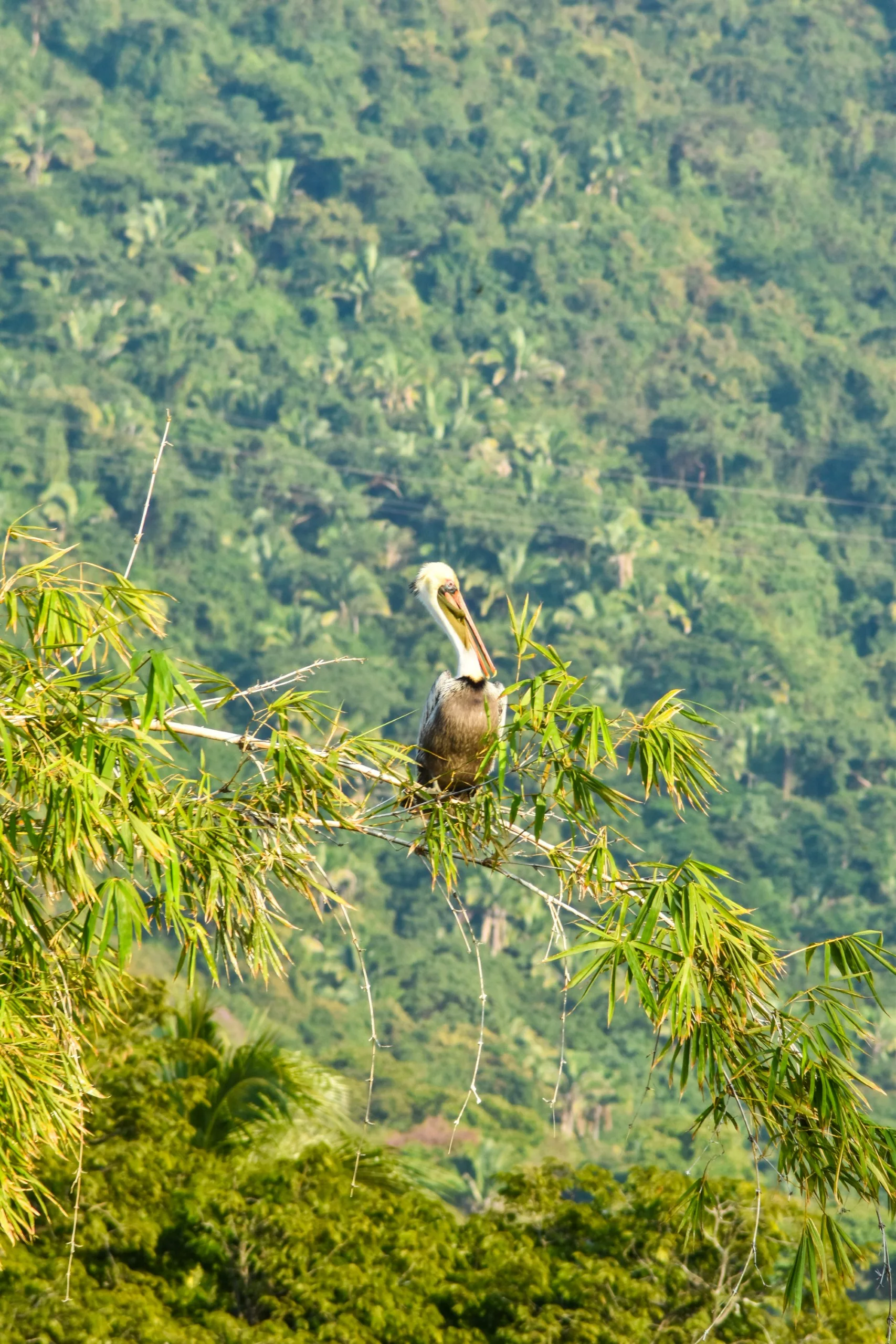 Un pélican brun est perché sur une branche de bambou feuillue au-dessus d'une colline verdoyante à Puerto Vallarta.