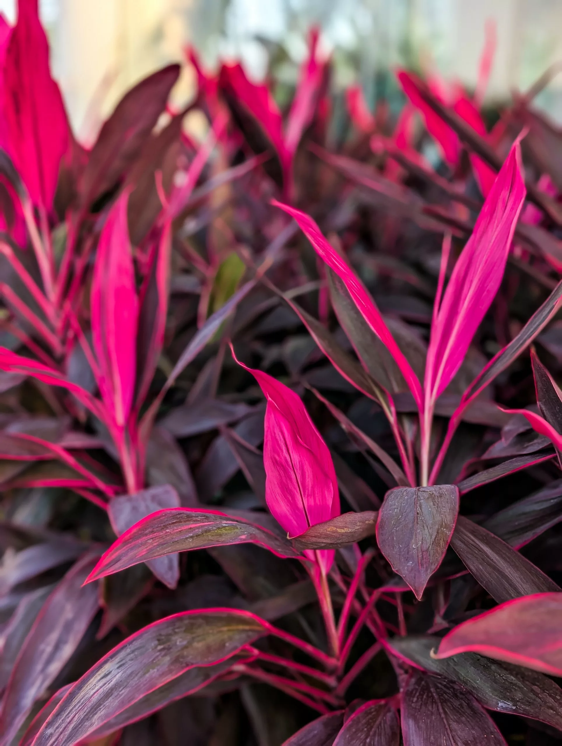 Des feuilles allongées, d'un rose vif et d'un violet foncé, s'agglutinent en grappes denses, formant une plante tropicale luxuriante
