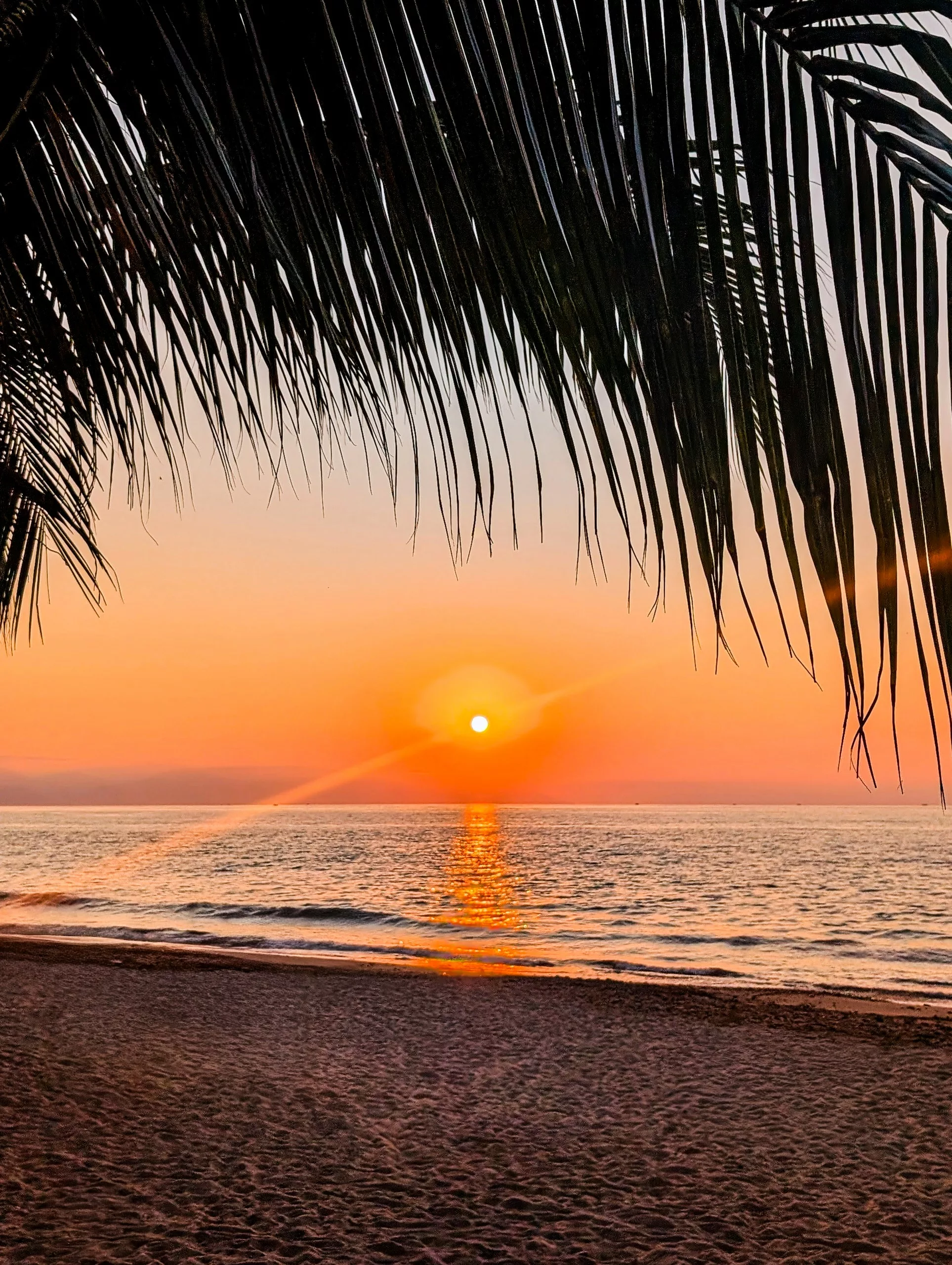 Coucher de soleil orange sur l'océan avec une feuille de palmier sur le haut de l'image