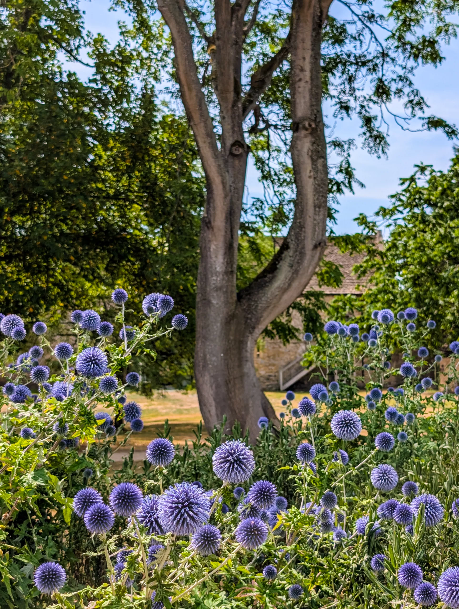 Des fleurs de chardon bleu en pleine floraison dans un jardin, devant un arbre.