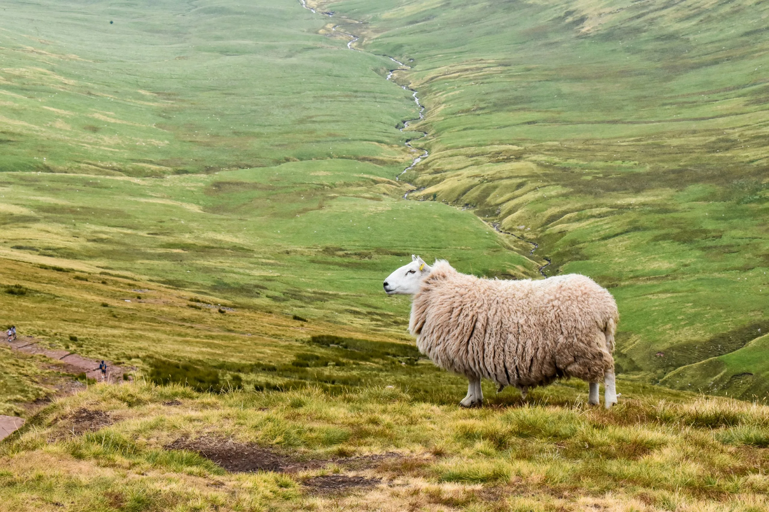 Un mouton à la toison épaisse se tient sur une colline verdoyante du Pays de Galles, surplombant une vallée où serpente un ruisseau.