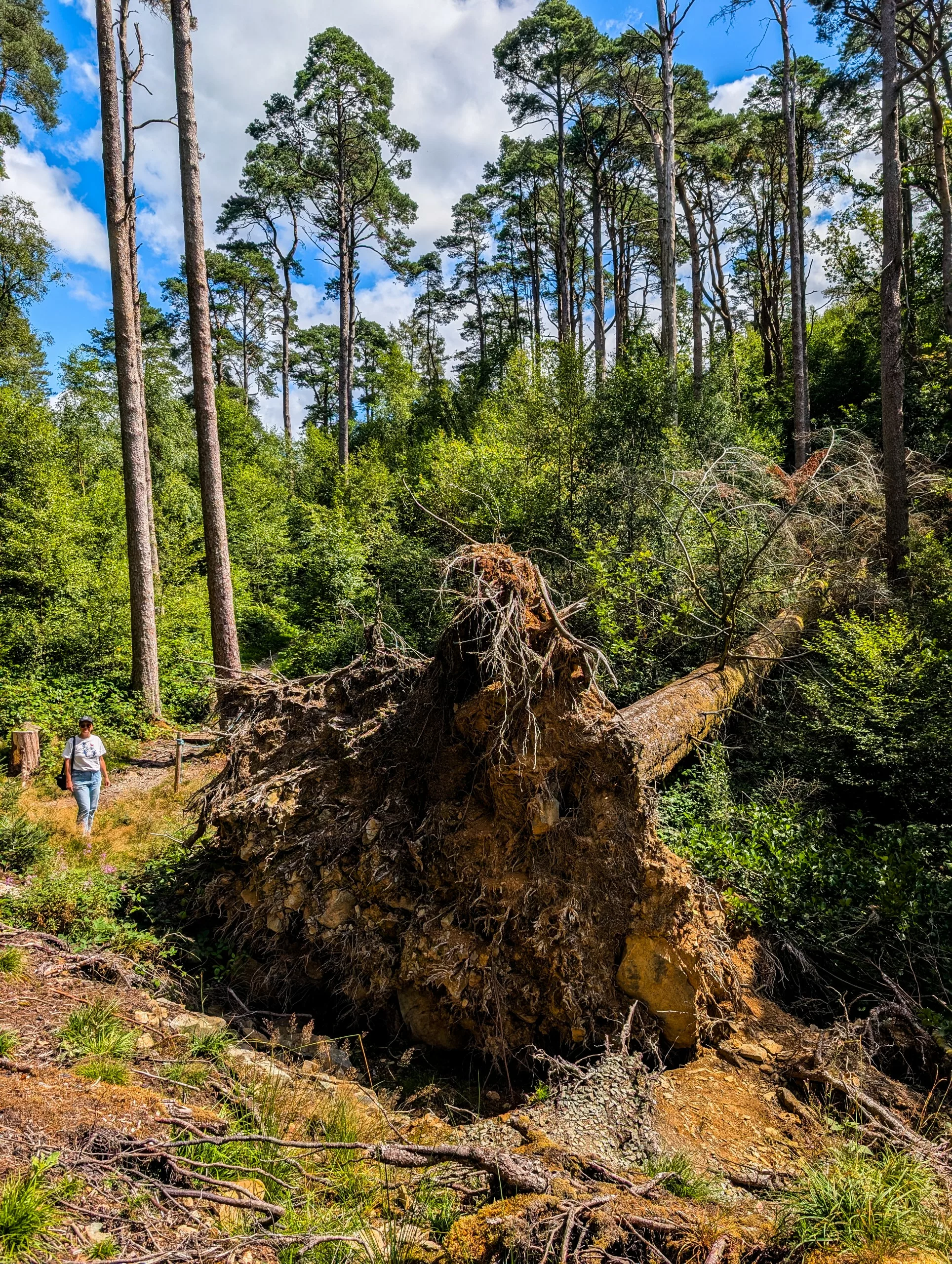 Une personne marchant sur le sentier forestier Dina Emrys au Pays de Galles, passe devant un immense pin déraciné.