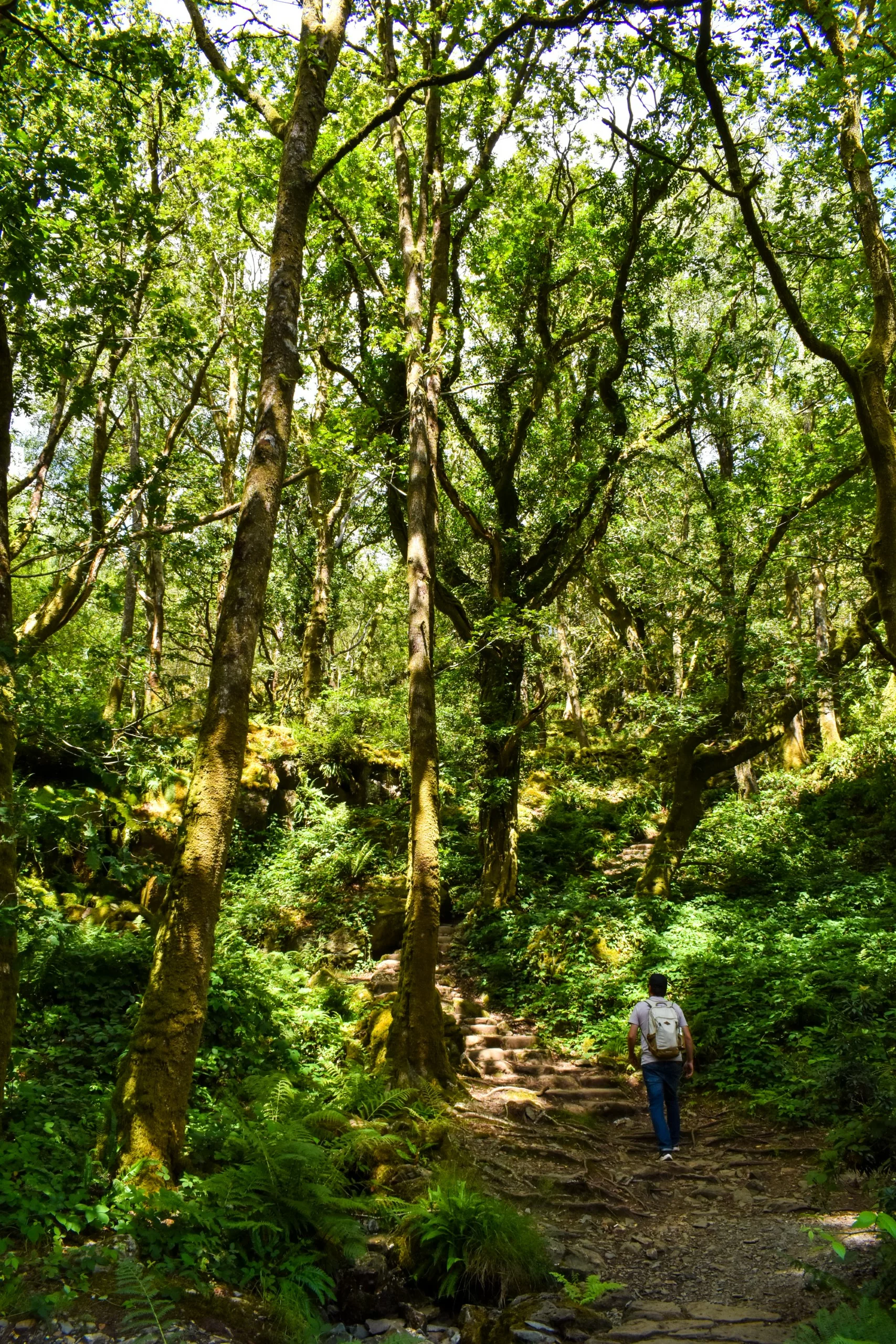 Une personne munie d'un sac à dos remonte un sentier pavé de pierres à travers une forêt verdoyante et luxuriante sur la randonnée Dina Emrys