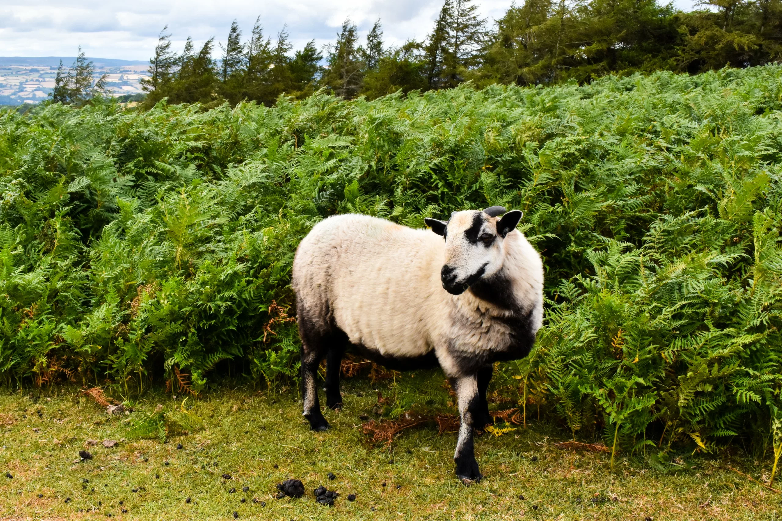 Un mouton noir et blanc se tient au milieu d'un parterre de fougères vertes, un spectacle familier pour ceux qui visitent le Pays de Galles.