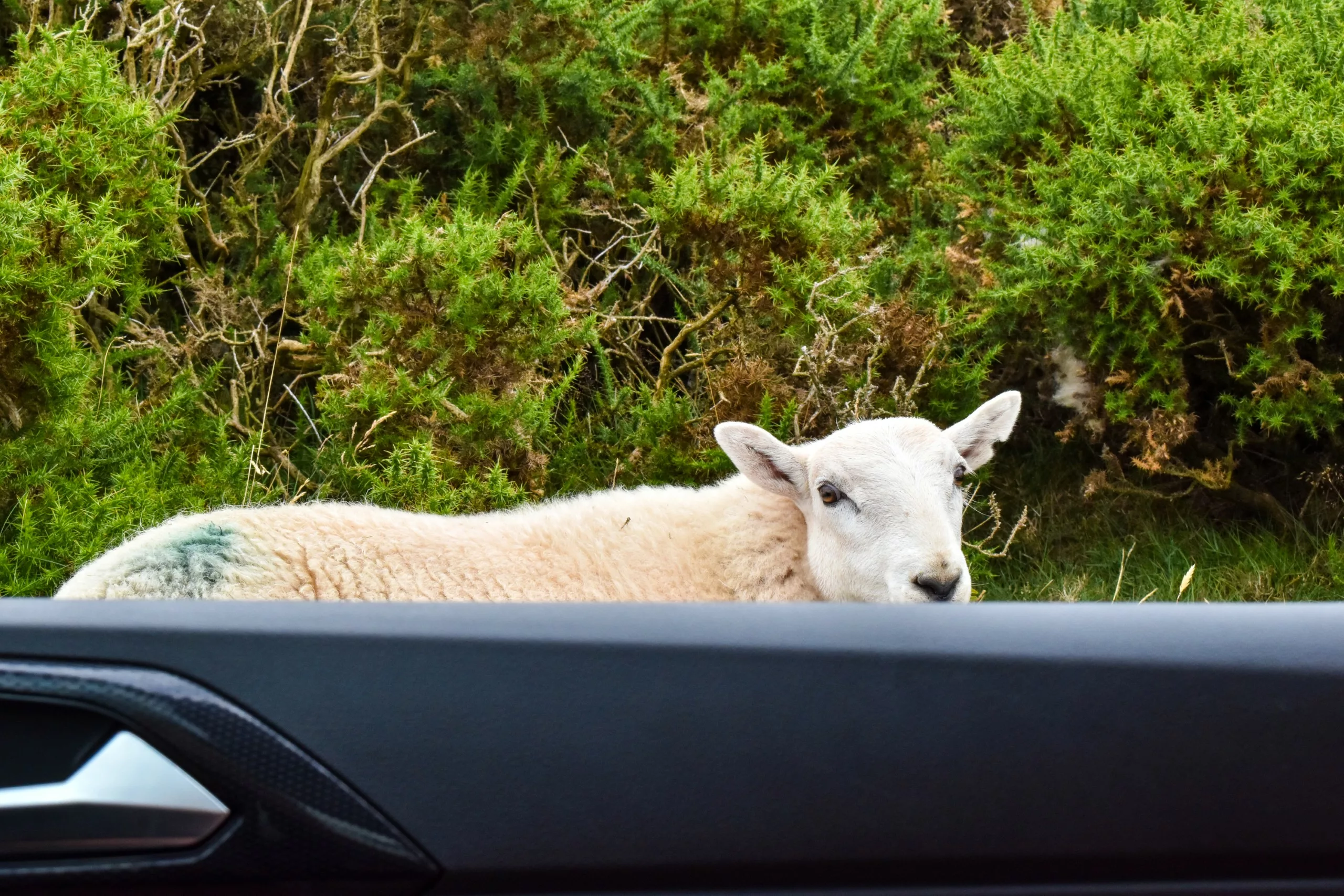 Un mouton blanc devant des buissons verts regarde l'objectif, depuis l'intérieur d'un véhicule