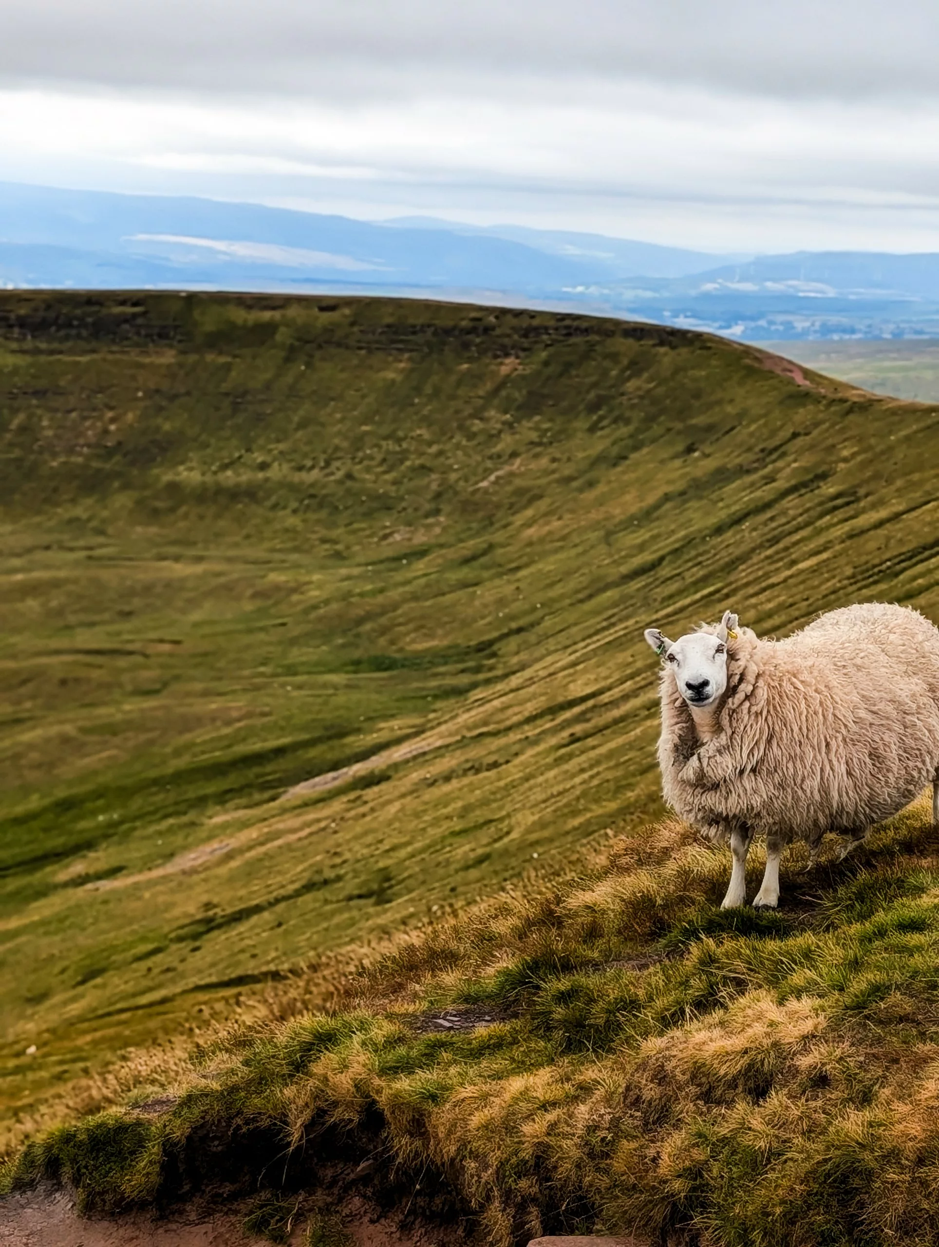 Un mouton blanc se tient sur une colline verdoyante surplombant une grande vallée circulaire. Il regarde directement l'objectif, comme s'il posait.