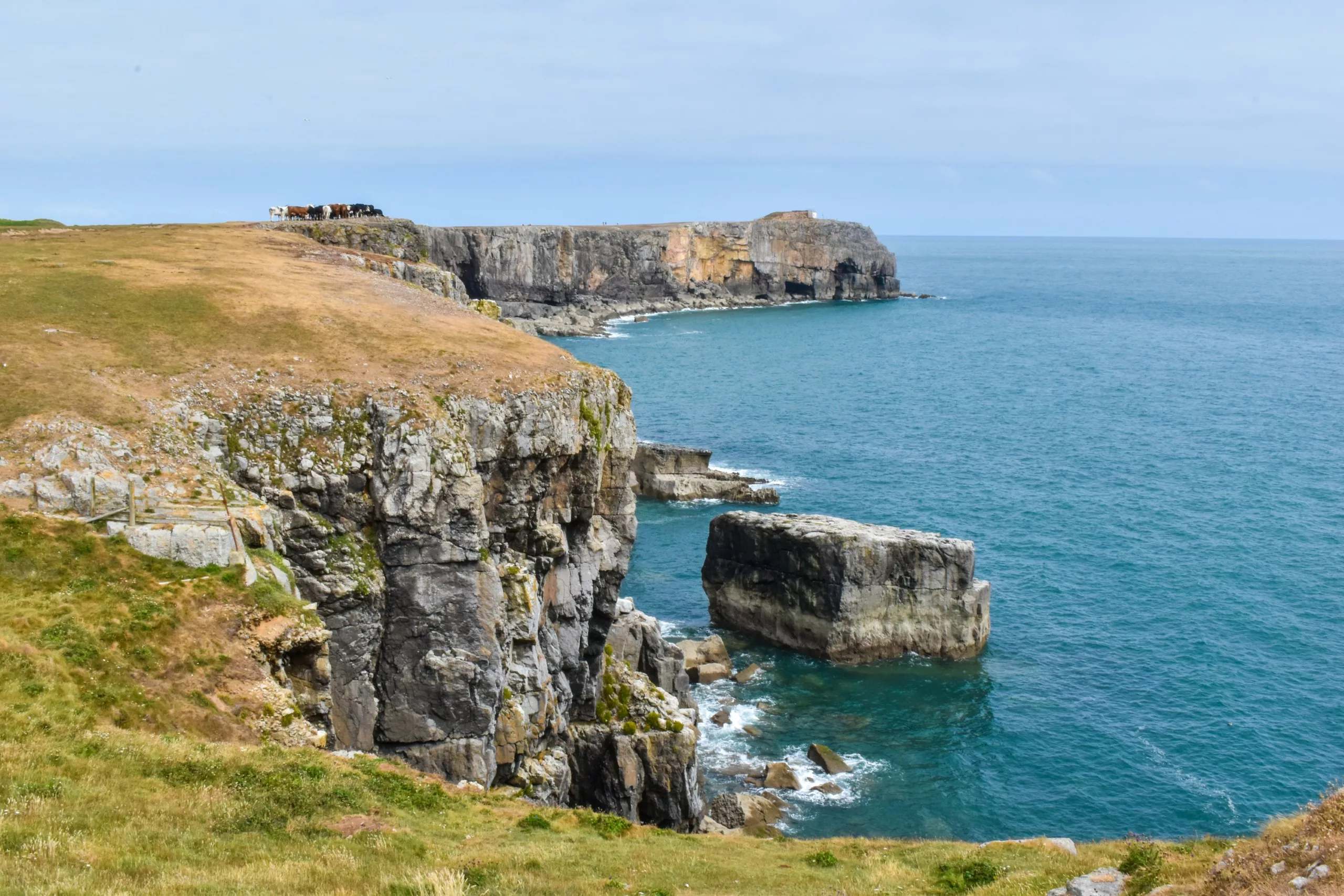 Des bovins paissent au bord d'une falaise rocheuse surplombant l'océan. Un gros rocher se trouve dans l'eau.