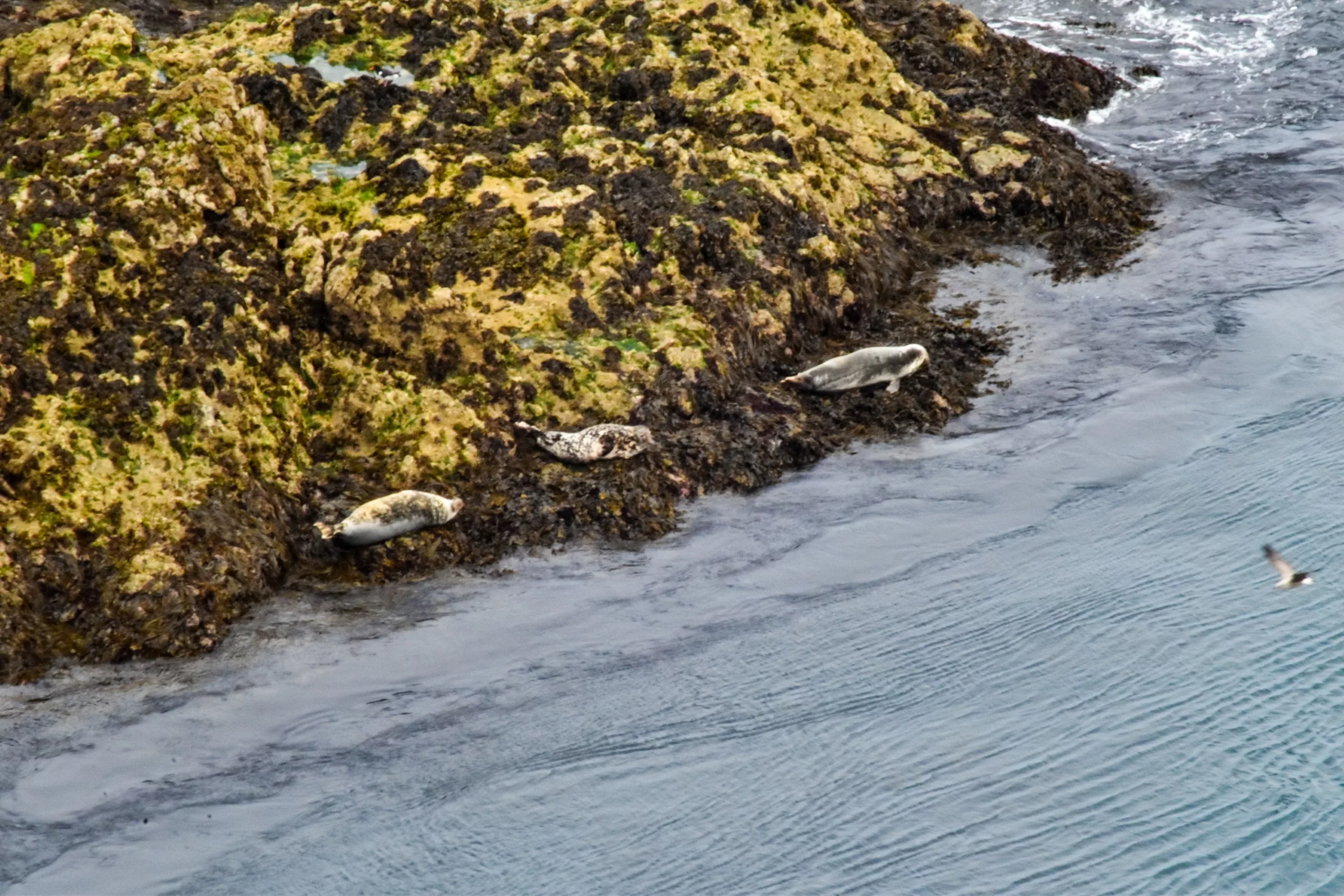 Trois phoques se reposent sur un rivage rocheux recouvert d'algues au bord de l'océan