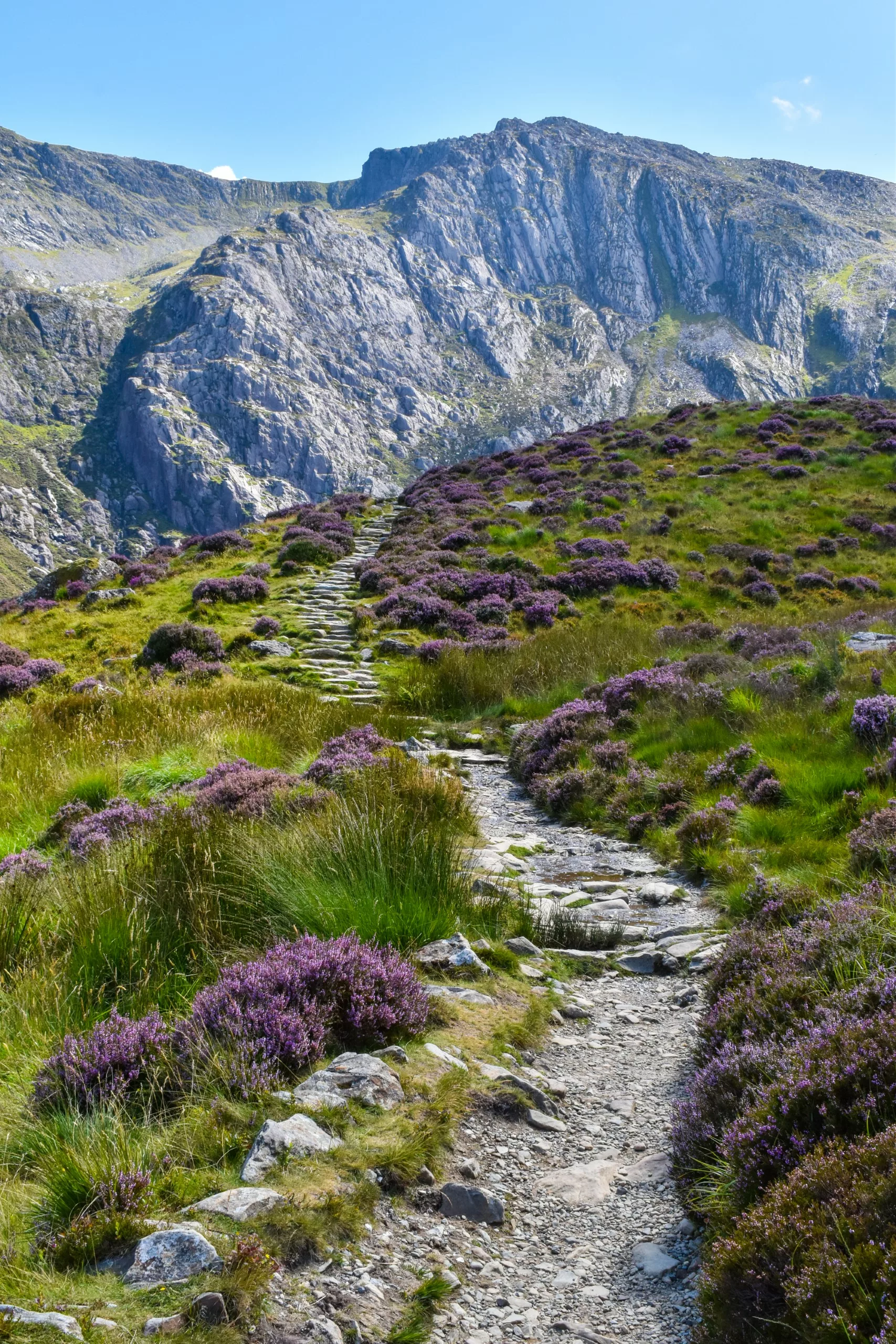 Un sentier pavé monte à travers des champs de bruyère violette vers une montagne escarpée de la randonnée Cwm Ydwal au Pays de Galles.