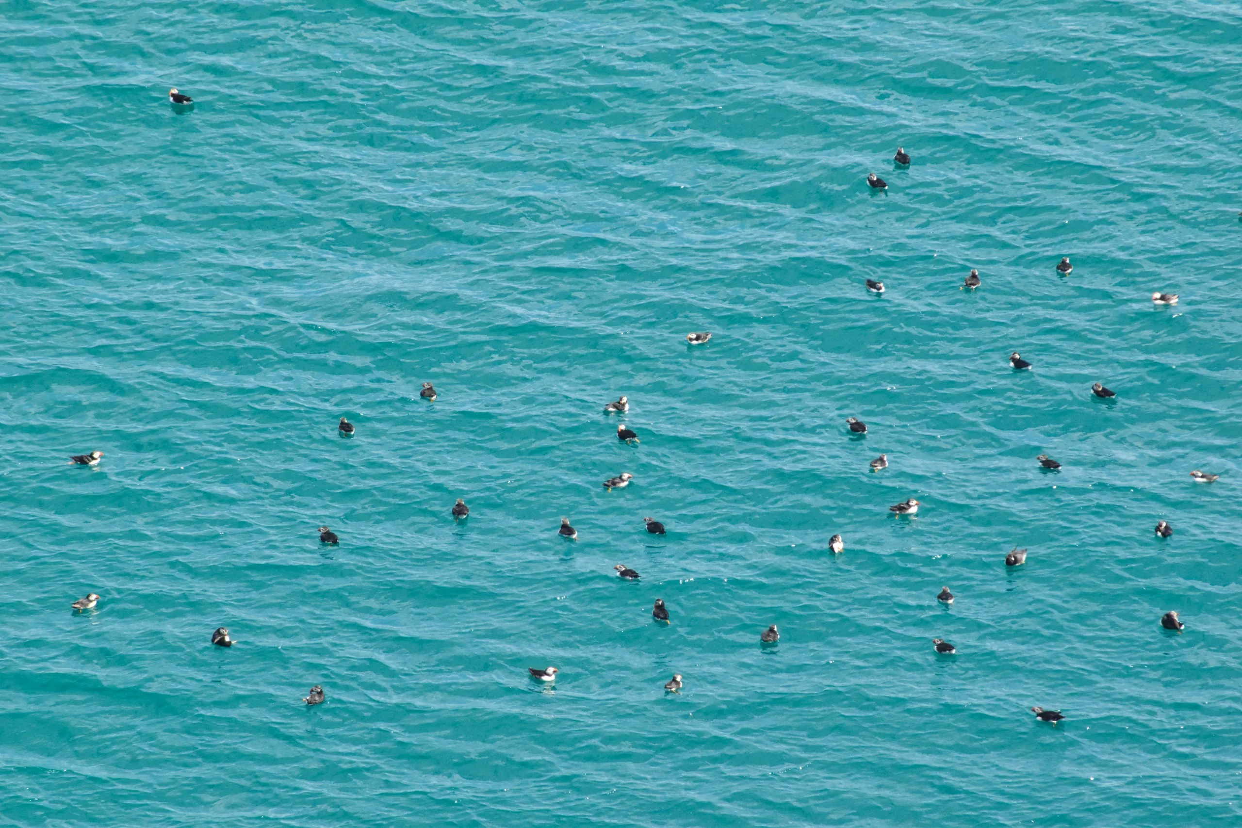 Un grand groupe de macareux nageant dans des eaux turquoise près de Skomer Island.