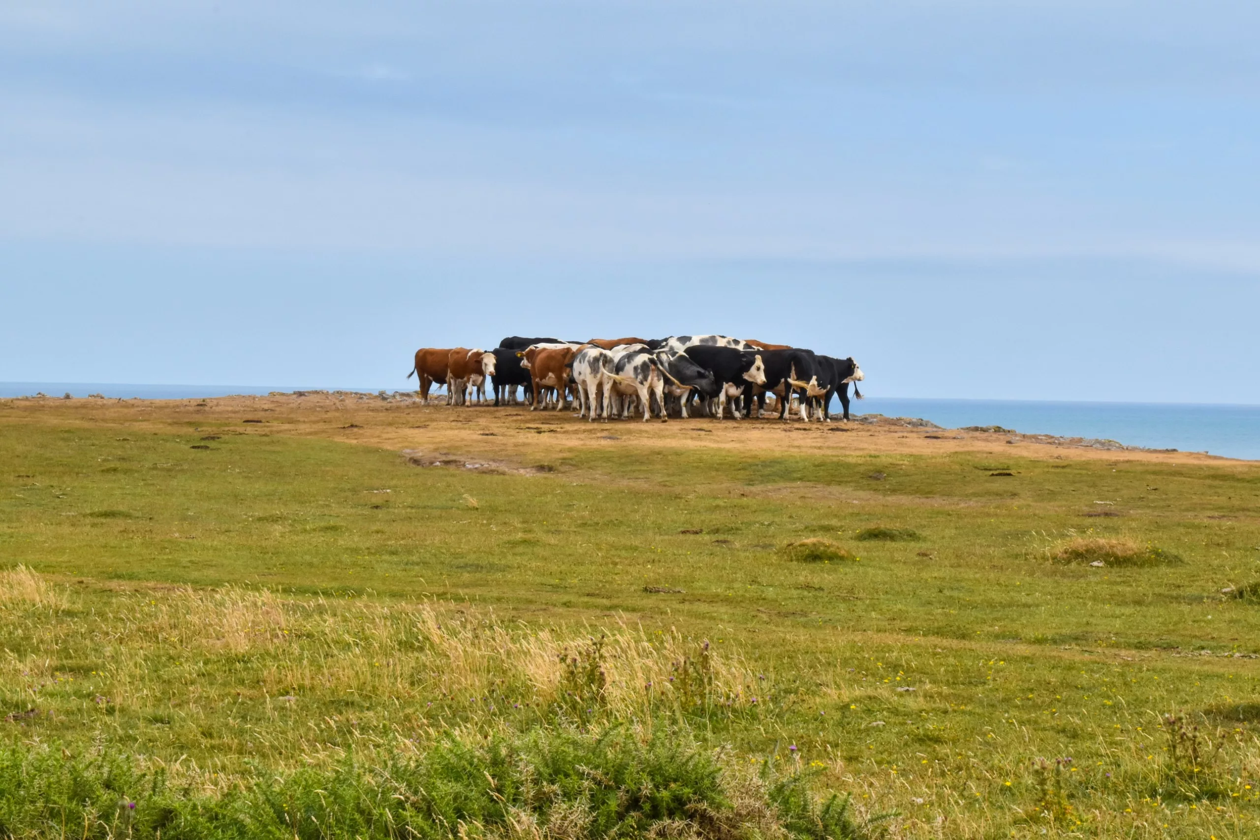 Un troupeau de vaches paît sur une falaise herbeuse surplombant l'océan.